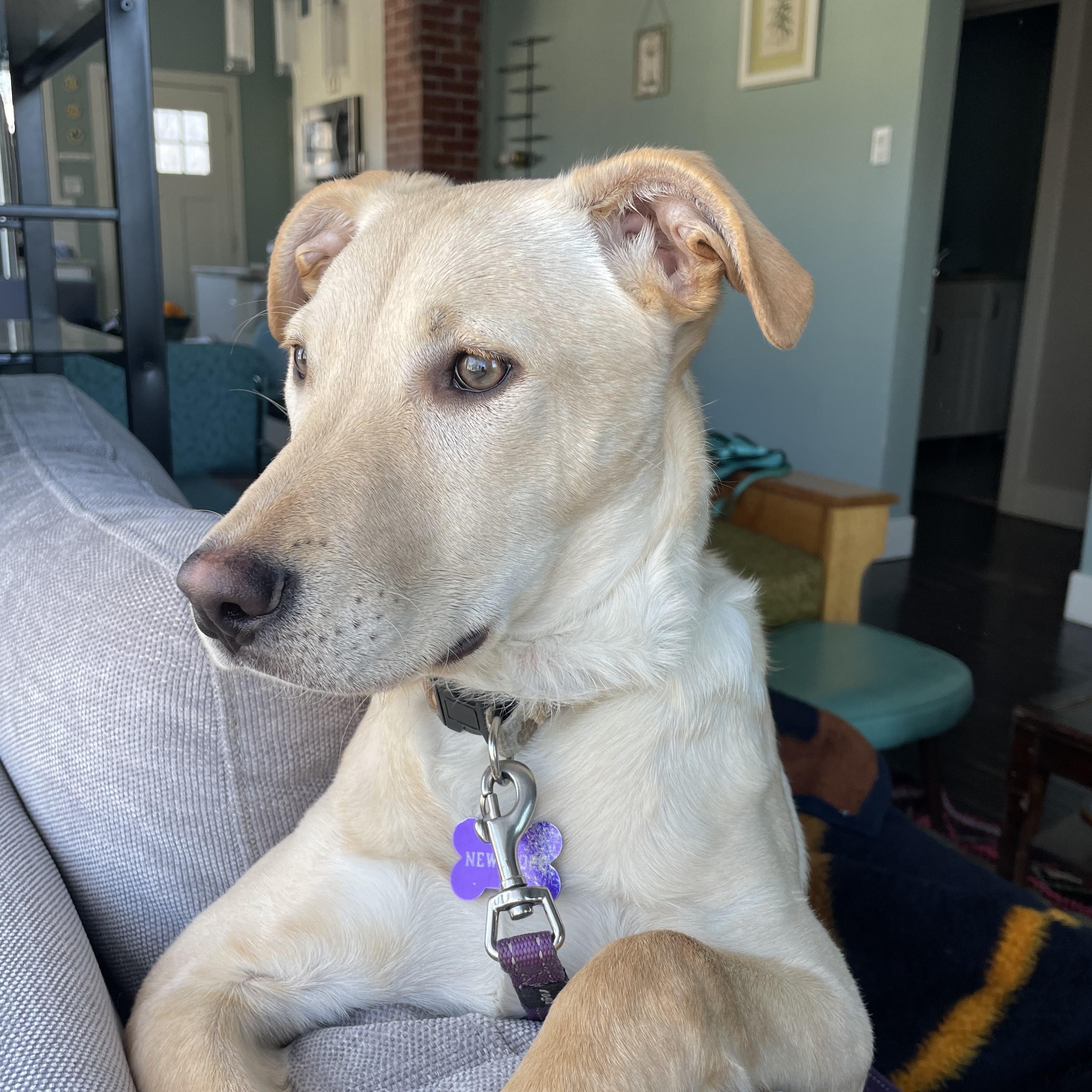 Blondie, a Adoptable Mixed Breed in Saskatoon, SK image 6/6