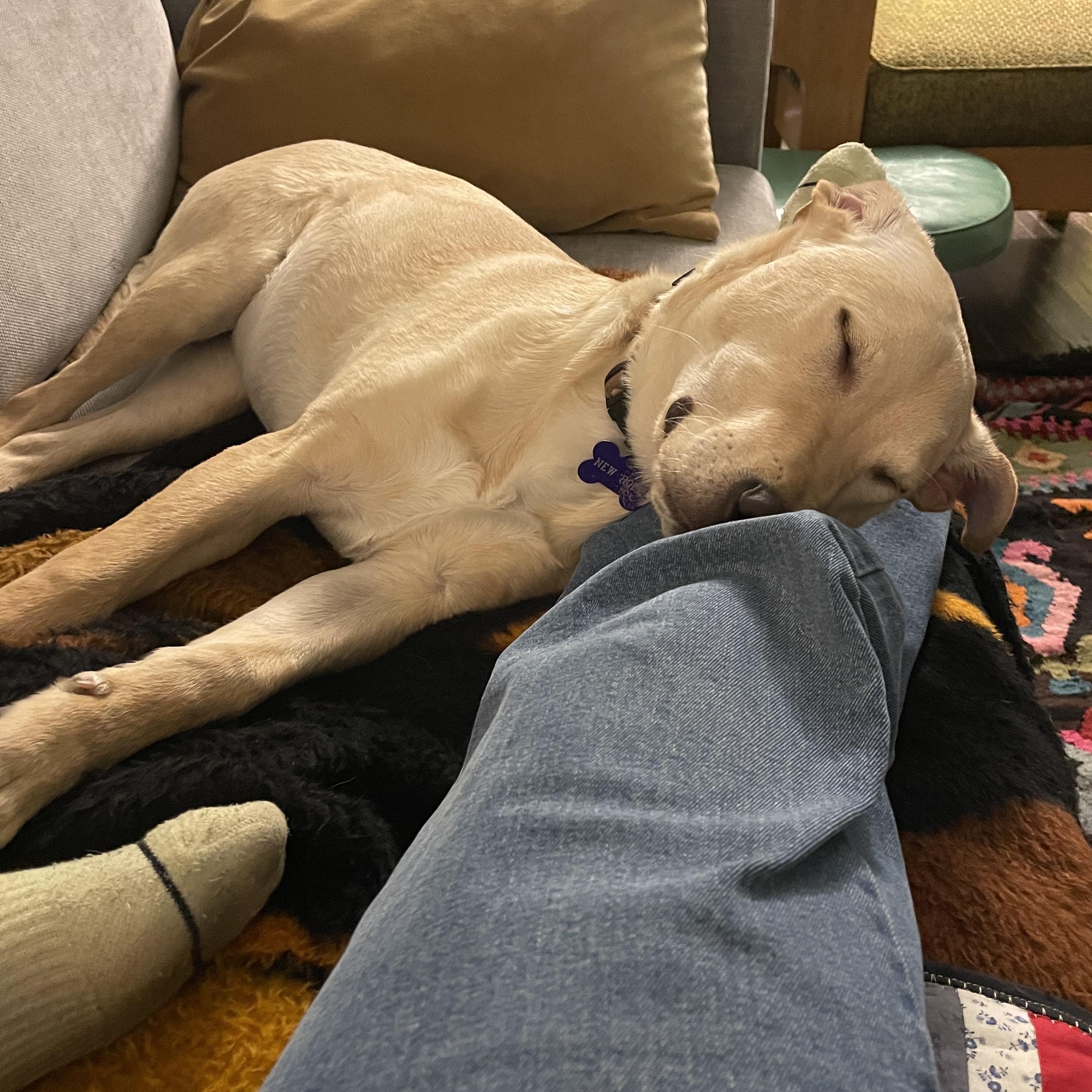 Blondie, a Adoptable Mixed Breed in Saskatoon, SK image 2/6