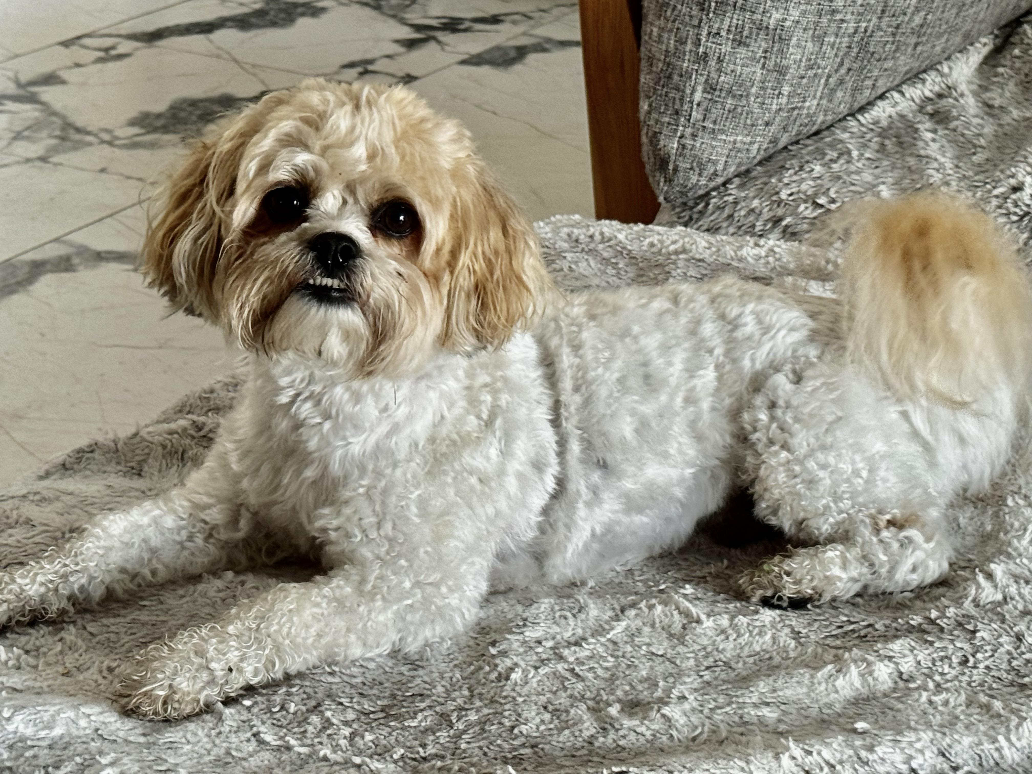 I am a Teddy Bear, adopted, Adult Male Shih Tzu & Bichon Frise.