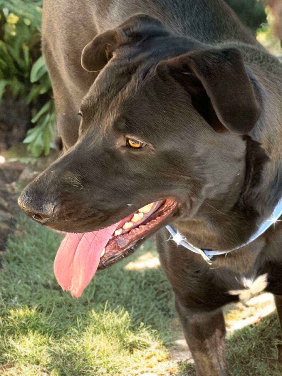 Muse, Adoptable, Adult Male Labrador Retriever.