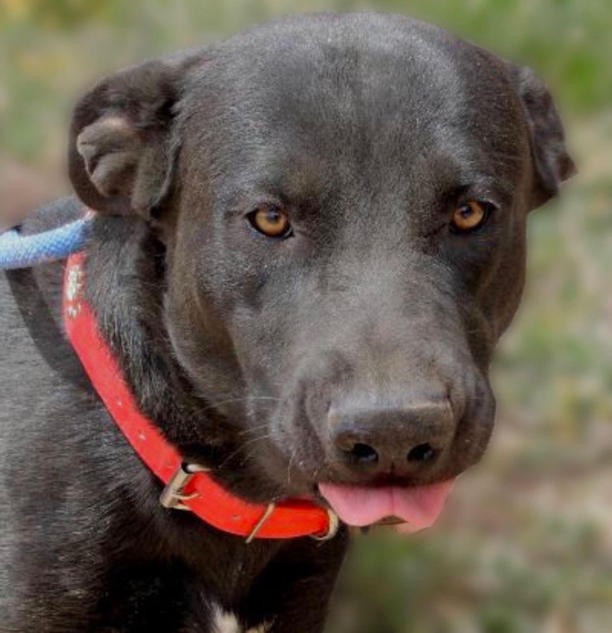 Enlarge Muse, a Adoptable Labrador Retriever in Kingman, AZ image 2/3
