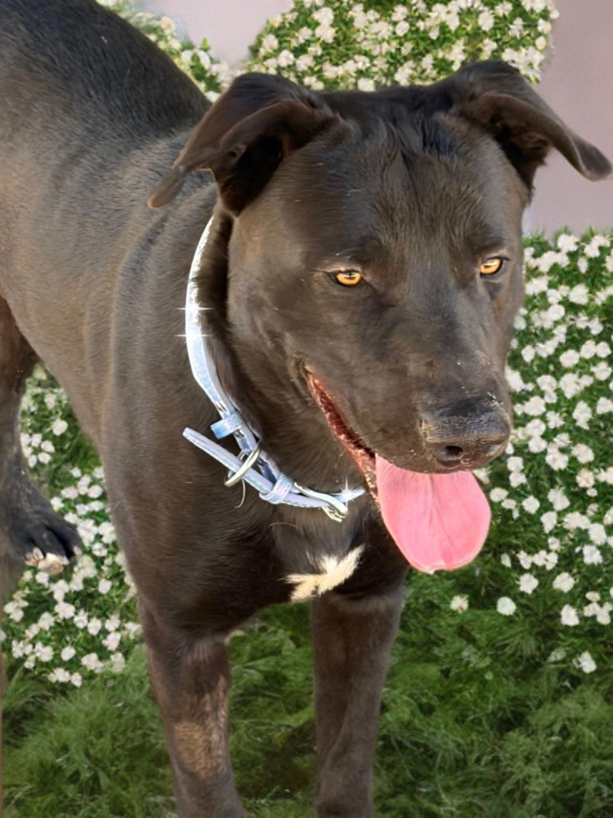 Muse, a Adoptable Labrador Retriever in Kingman, AZ image 2/3