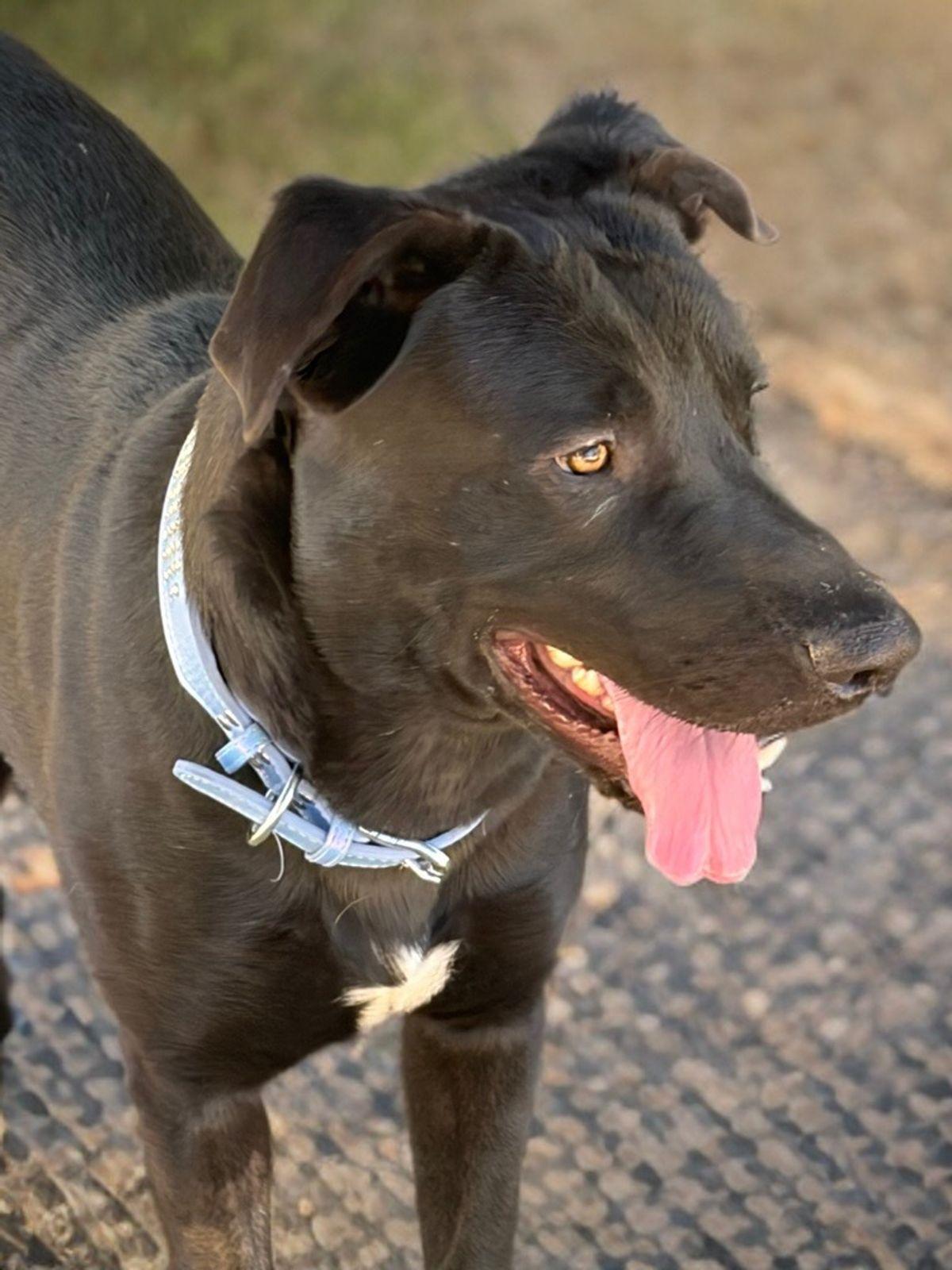 Muse, a Adoptable Labrador Retriever in Kingman, AZ image 3/3