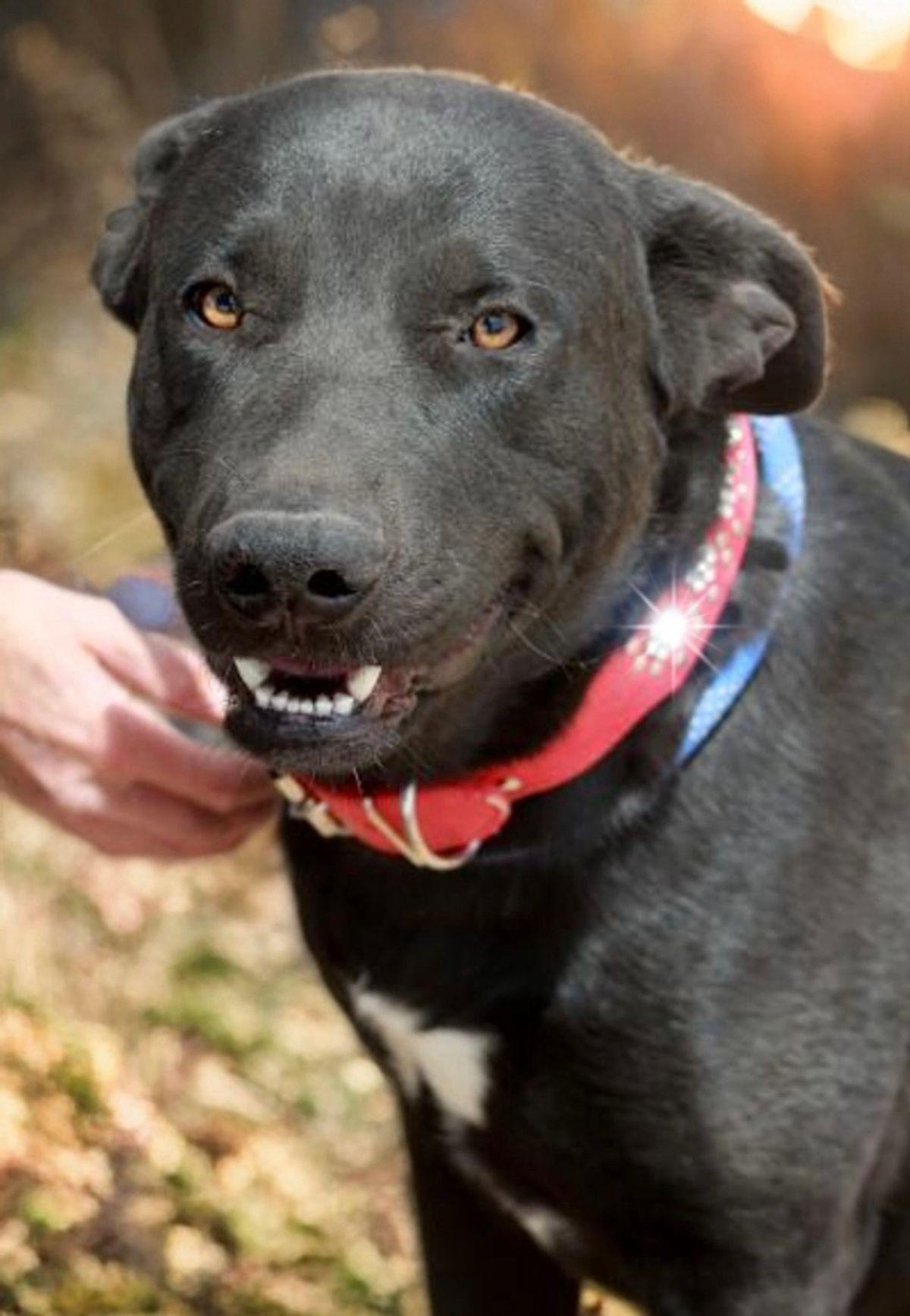 Enlarge Muse, a Adoptable Labrador Retriever in Kingman, AZ image 3/3