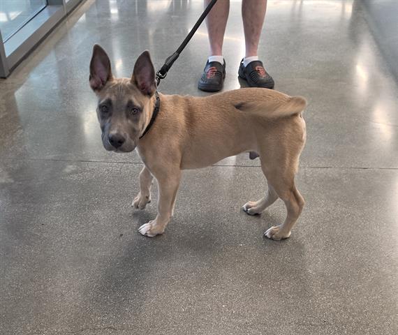 APOLLO, Adoptable, Puppy Male Pit Bull Terrier & Belgian Shepherd / Malinois.