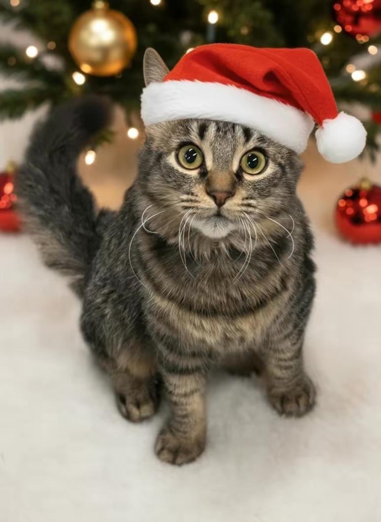 Enlarge SUGARPLUM, a Adoptable Domestic Medium Hair in Clinton Township, MI image 1/1