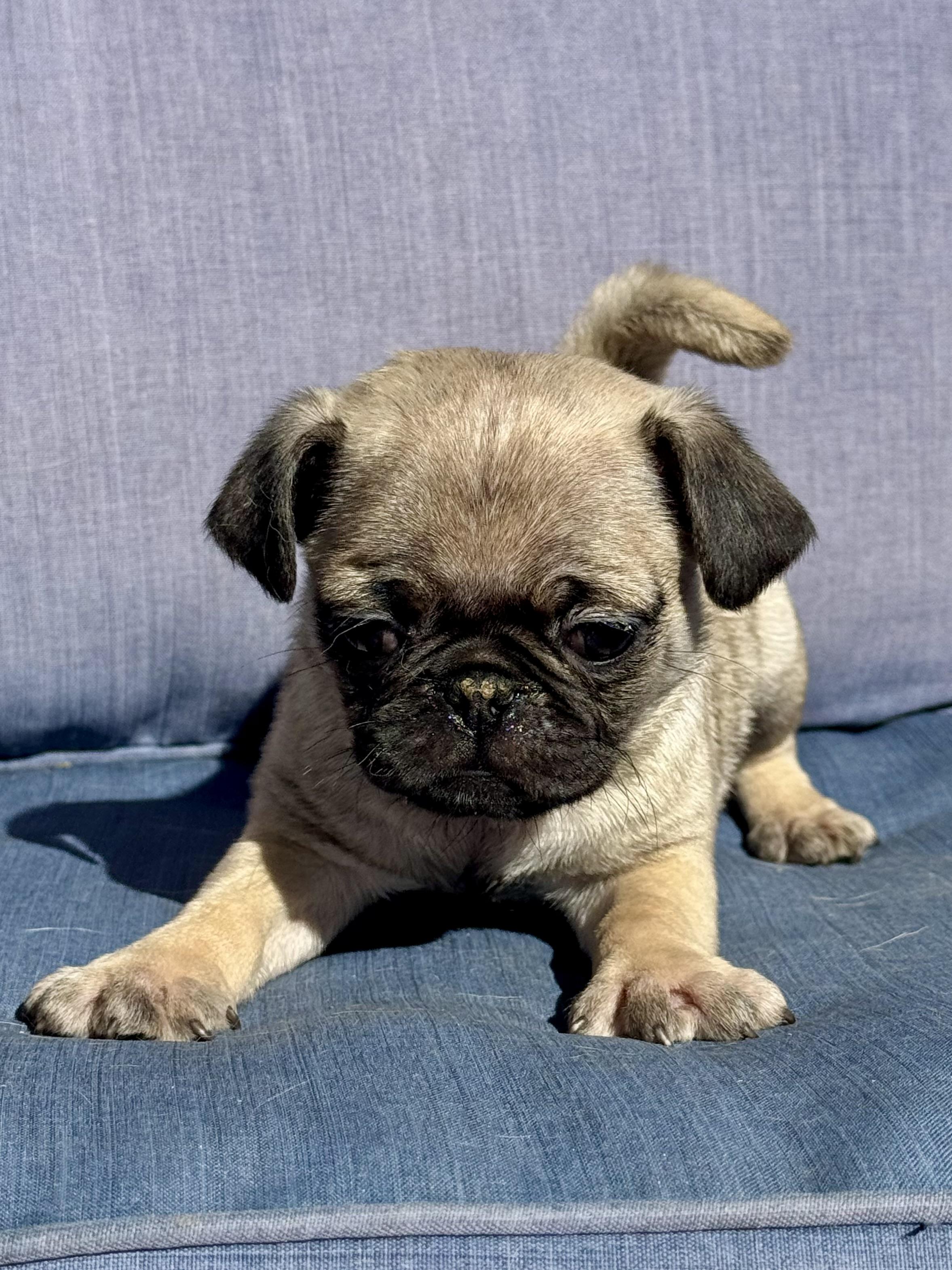Enlarge Dobby, a ADOPTABLE Pug in ontario, CA image 3/4