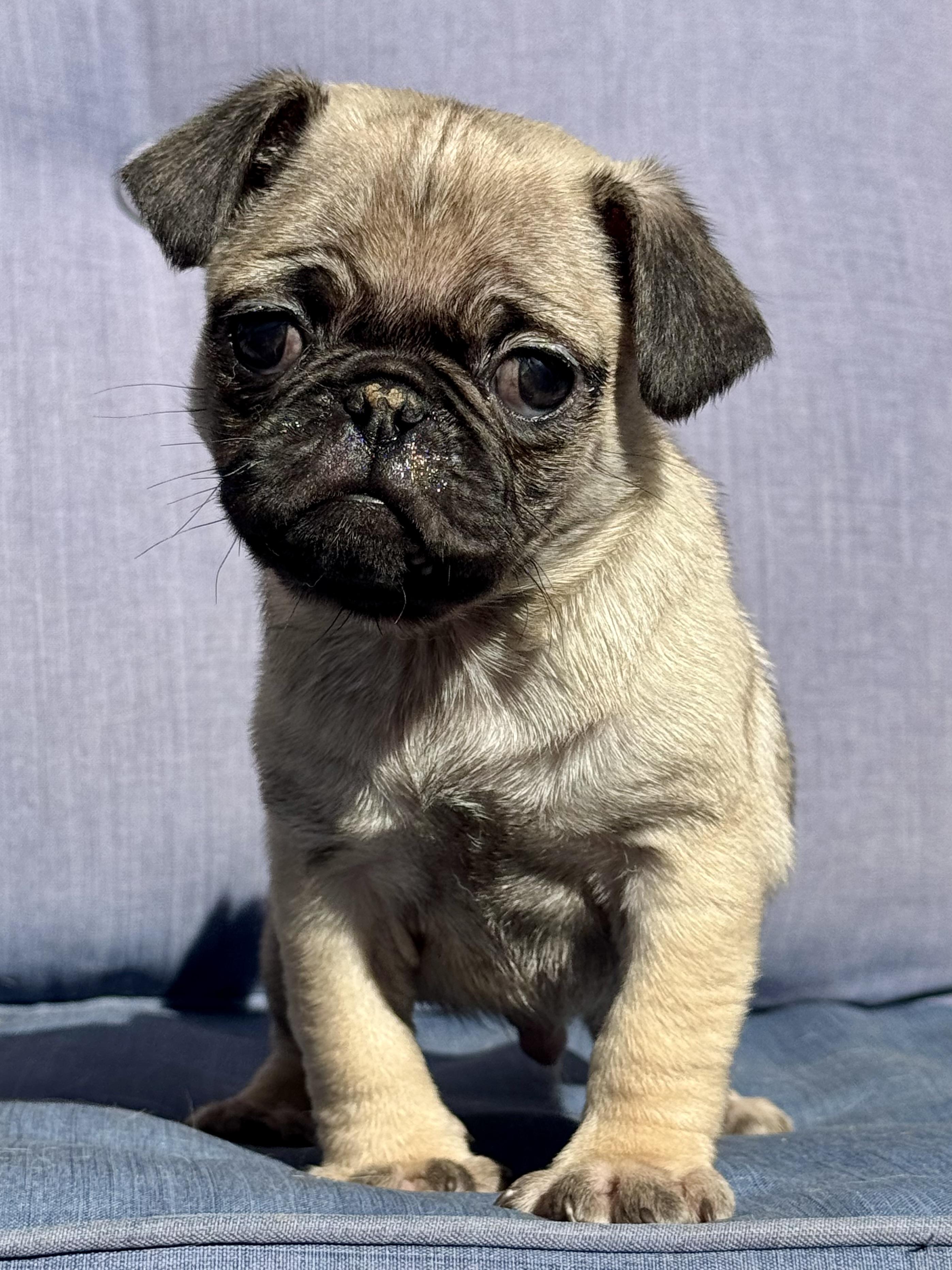 Enlarge Dobby, a ADOPTABLE Pug in ontario, CA image 2/4