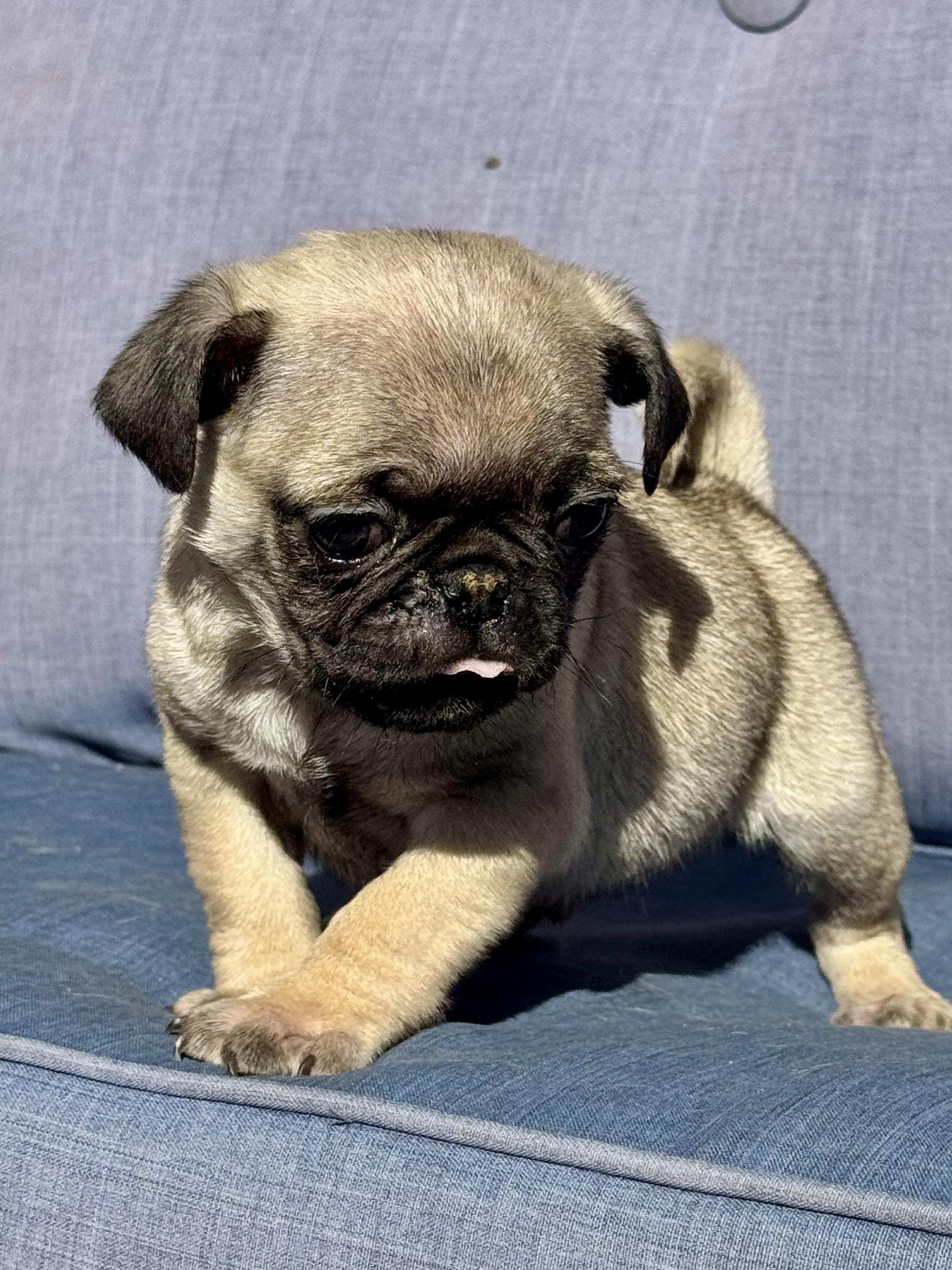 Enlarge Dobby, a ADOPTABLE Pug in ontario, CA image 4/4