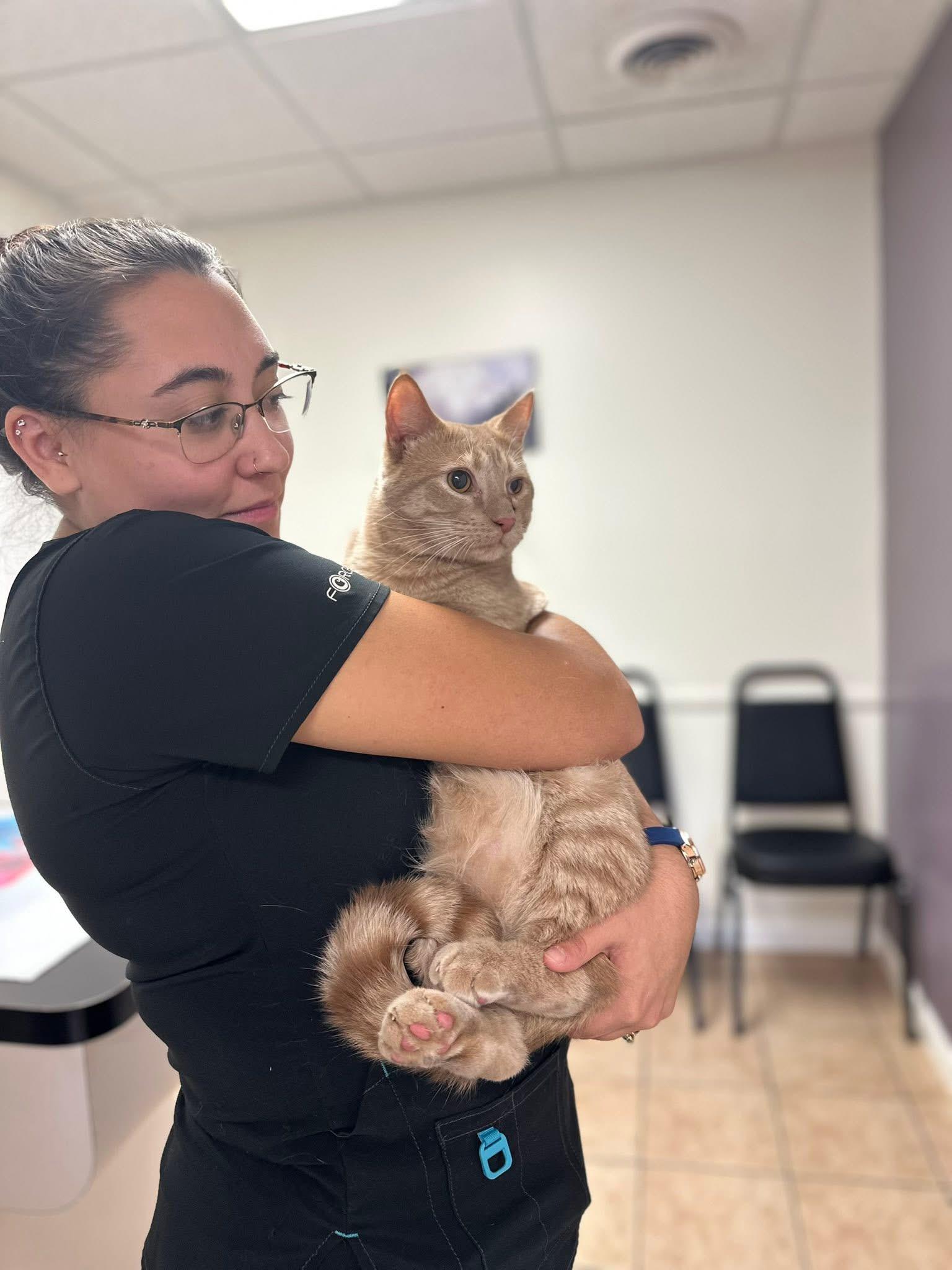 Olaf $50, a ADOPTABLE Domestic Medium Hair in Seneca, SC image 2/2