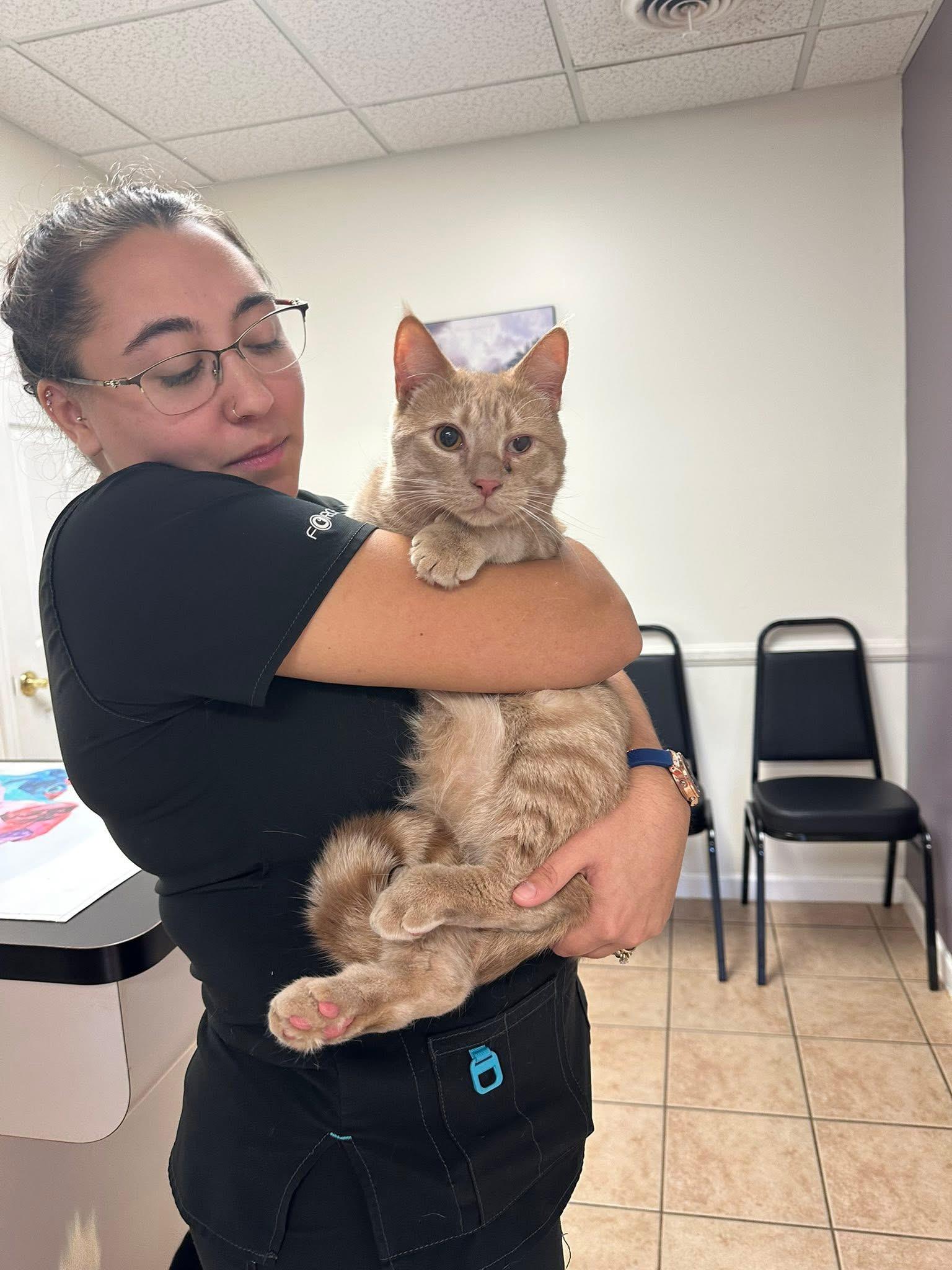 Olaf $50, a ADOPTABLE Domestic Medium Hair in Seneca, SC image 1/2