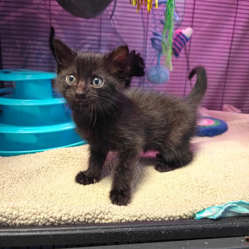 Enlarge Marvin, a Adoptable Domestic Short Hair in New Orleans, LA image 1/4