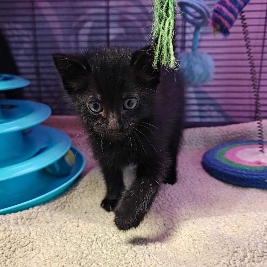 Enlarge Marvin, a Adoptable Domestic Short Hair in New Orleans, LA image 2/4