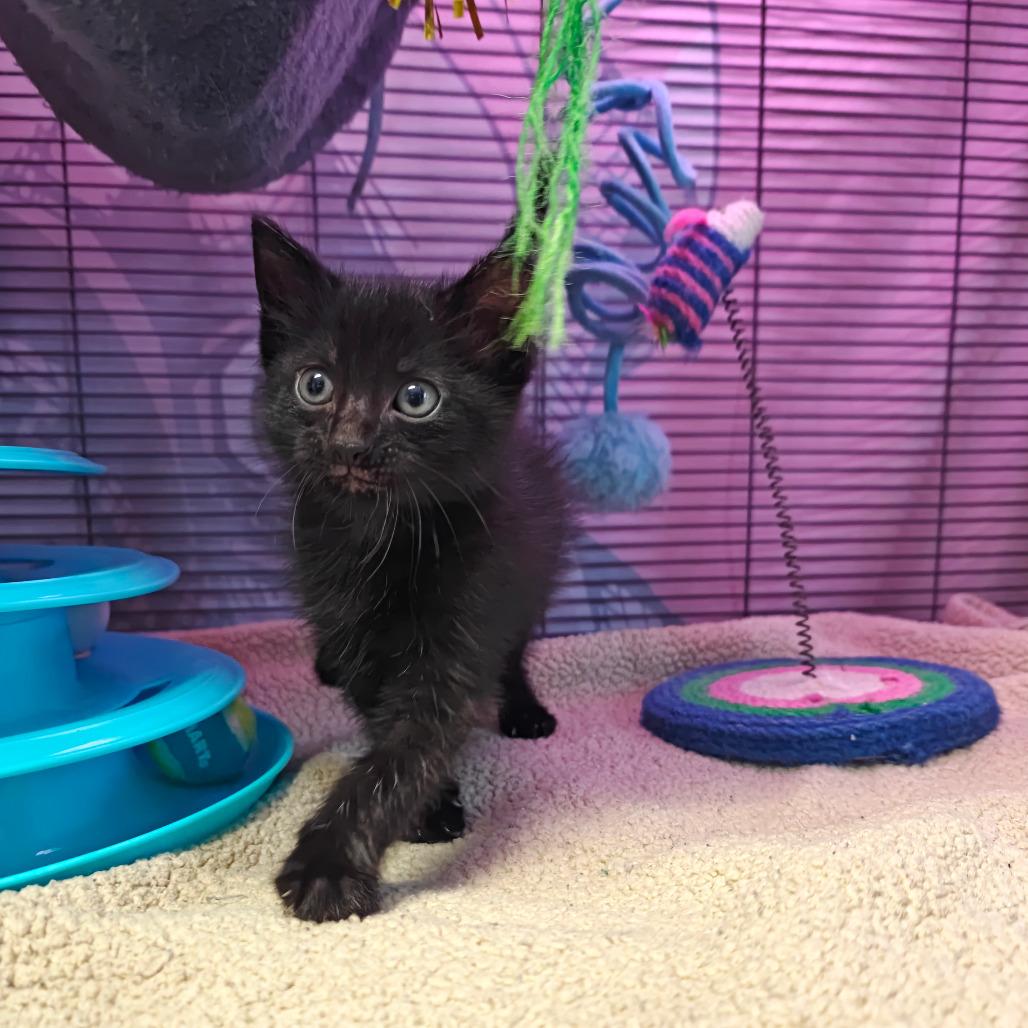 Enlarge Marvin, a Adoptable Domestic Short Hair in New Orleans, LA image 3/4