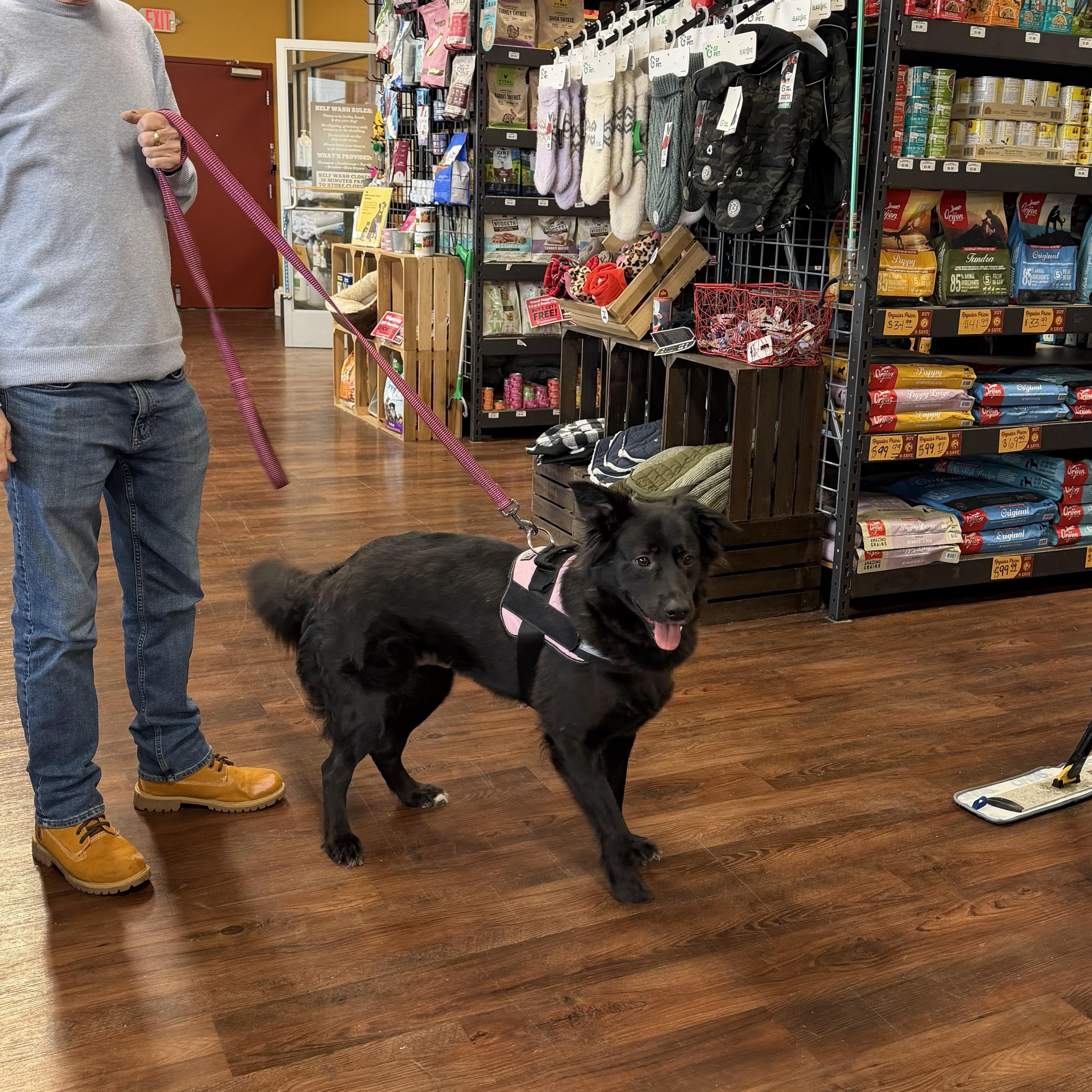 Enlarge Michella, a Adoptable mixed breed in Middletown , CT image 2/2