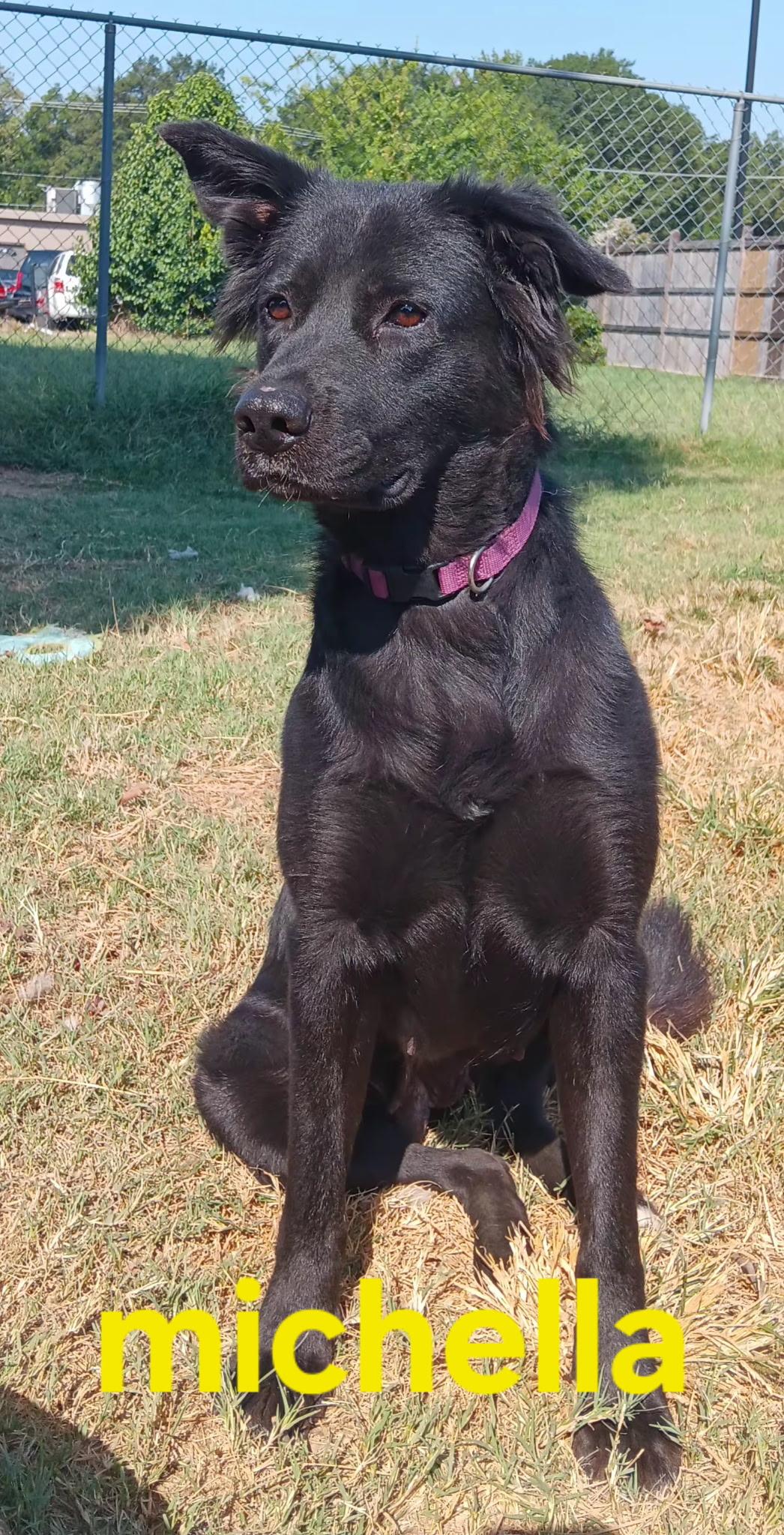Michella, Adoptable, Adult Female Black Labrador Retriever.