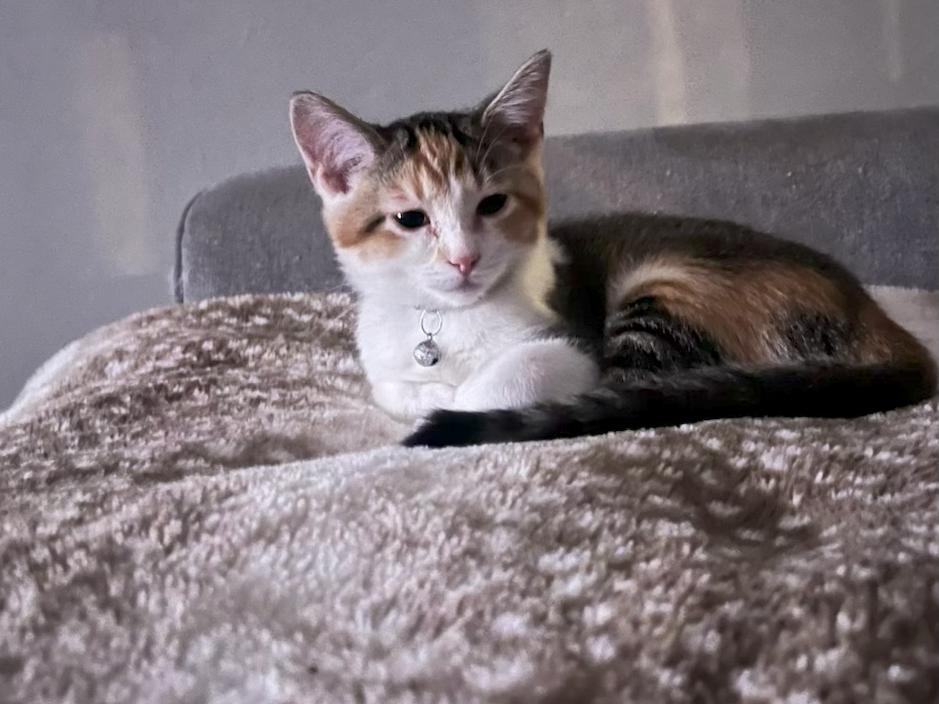 Poppy, Adoptable, Young Female Torbie.
