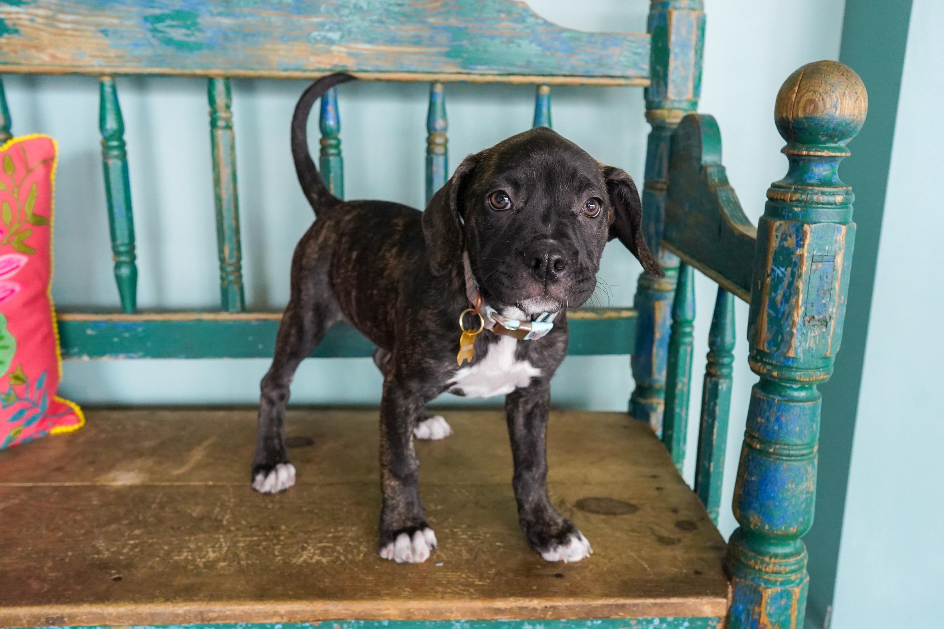 Enlarge Mango, a Adoptable mixed breed in San Antonio, TX image 2/4