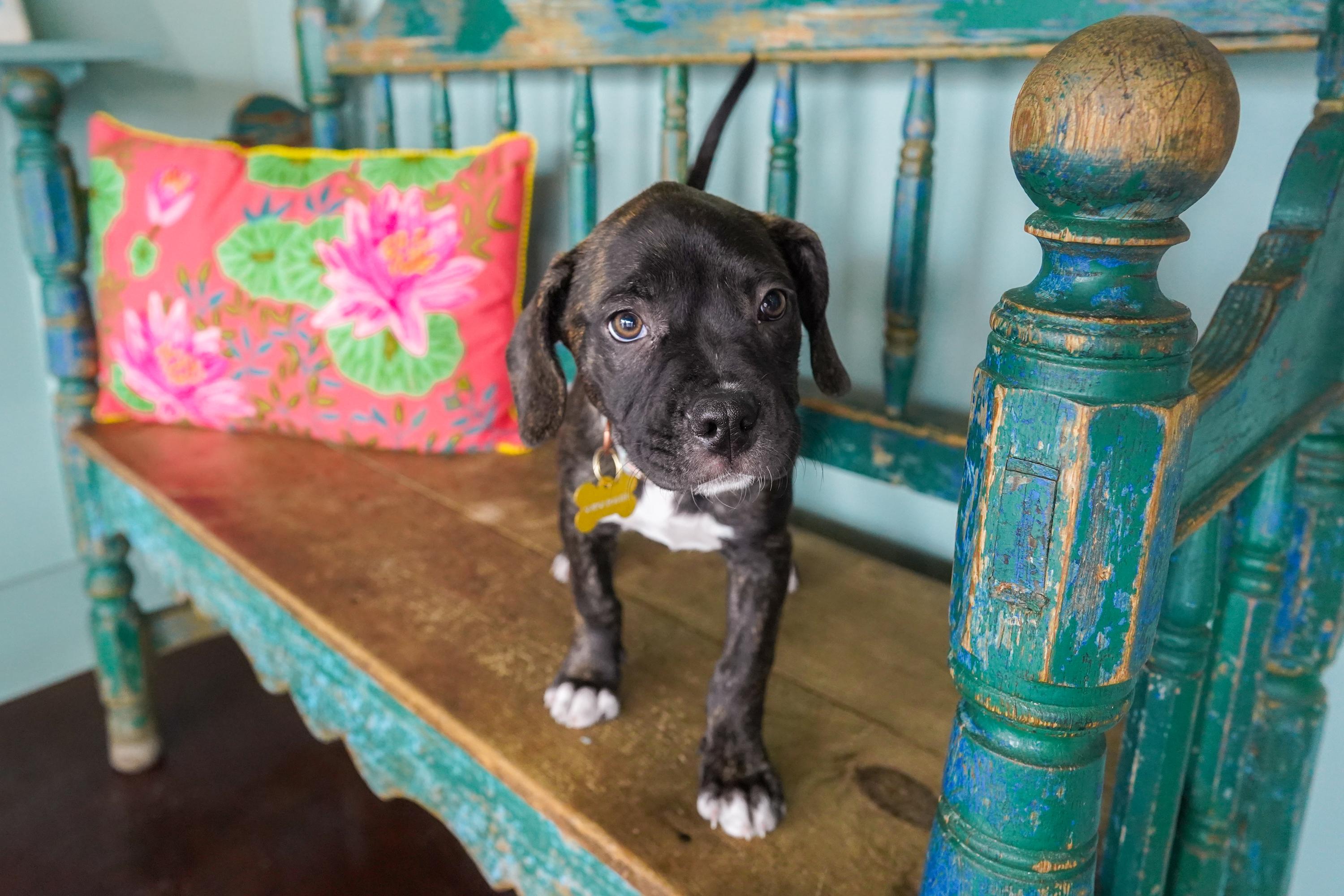 Enlarge Mango, a Adoptable mixed breed in San Antonio, TX image 3/4