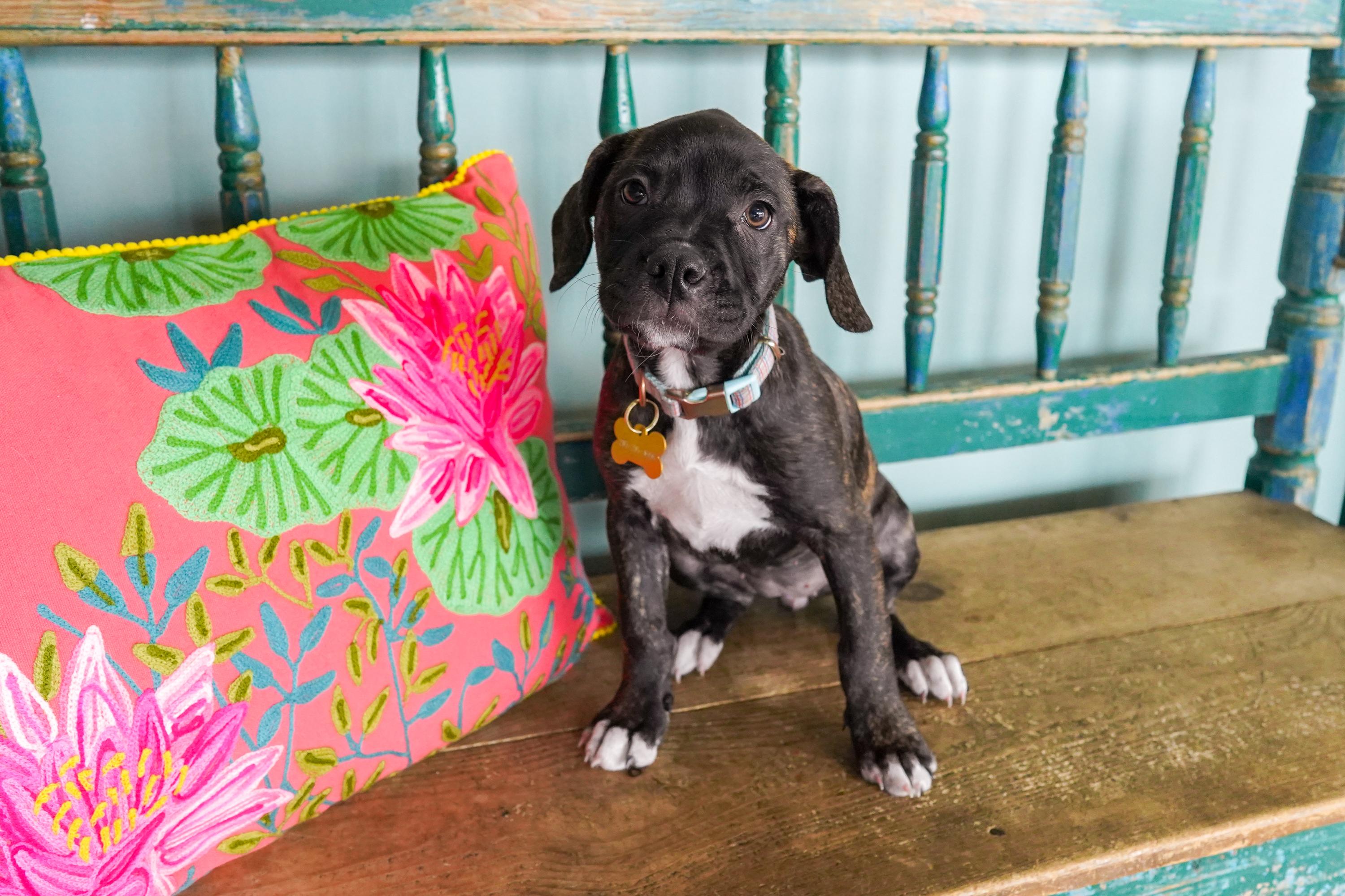 Mango, Adoptable, Puppy Female American Bully.