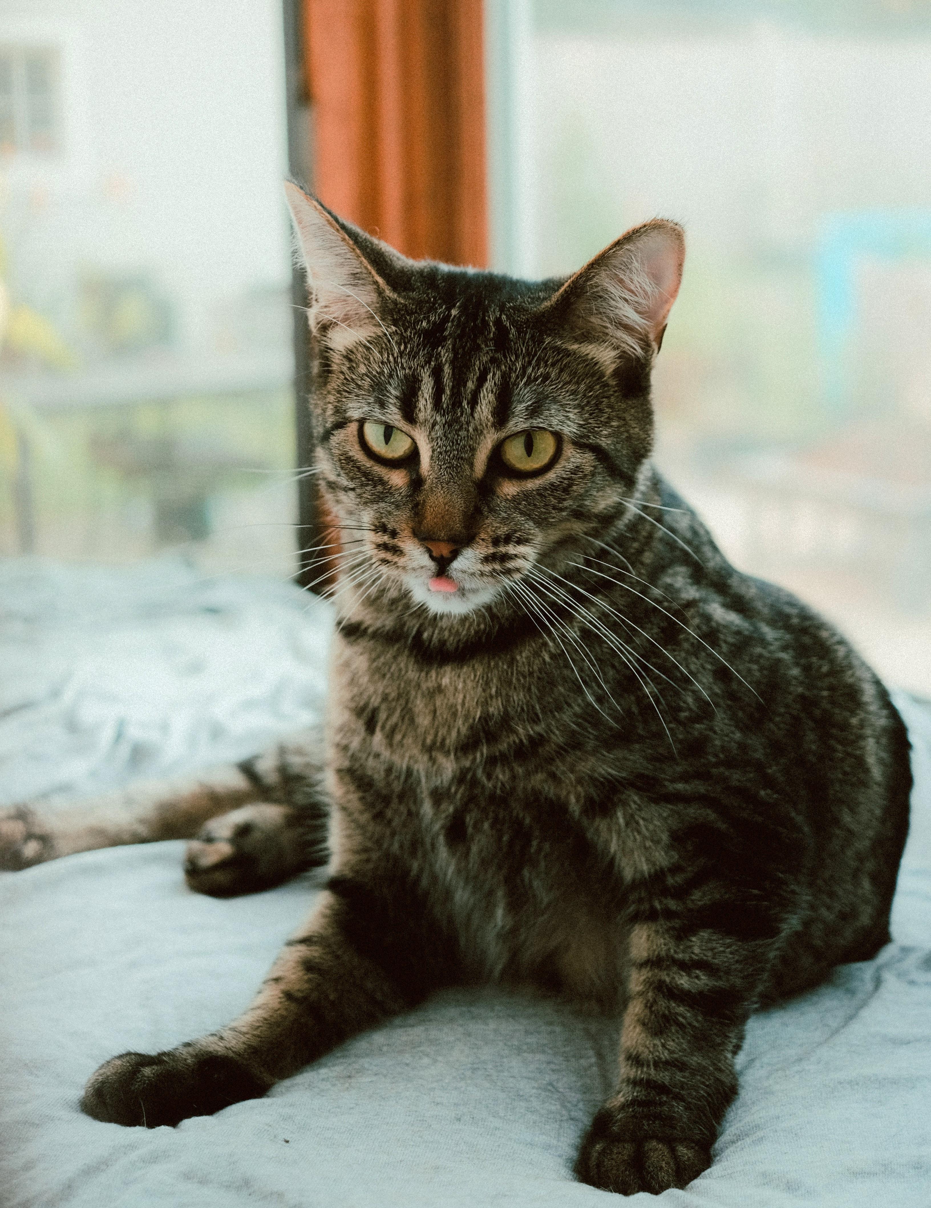 Enlarge Korrie, a Adoptable mixed breed in Lombard, IL image 2/6