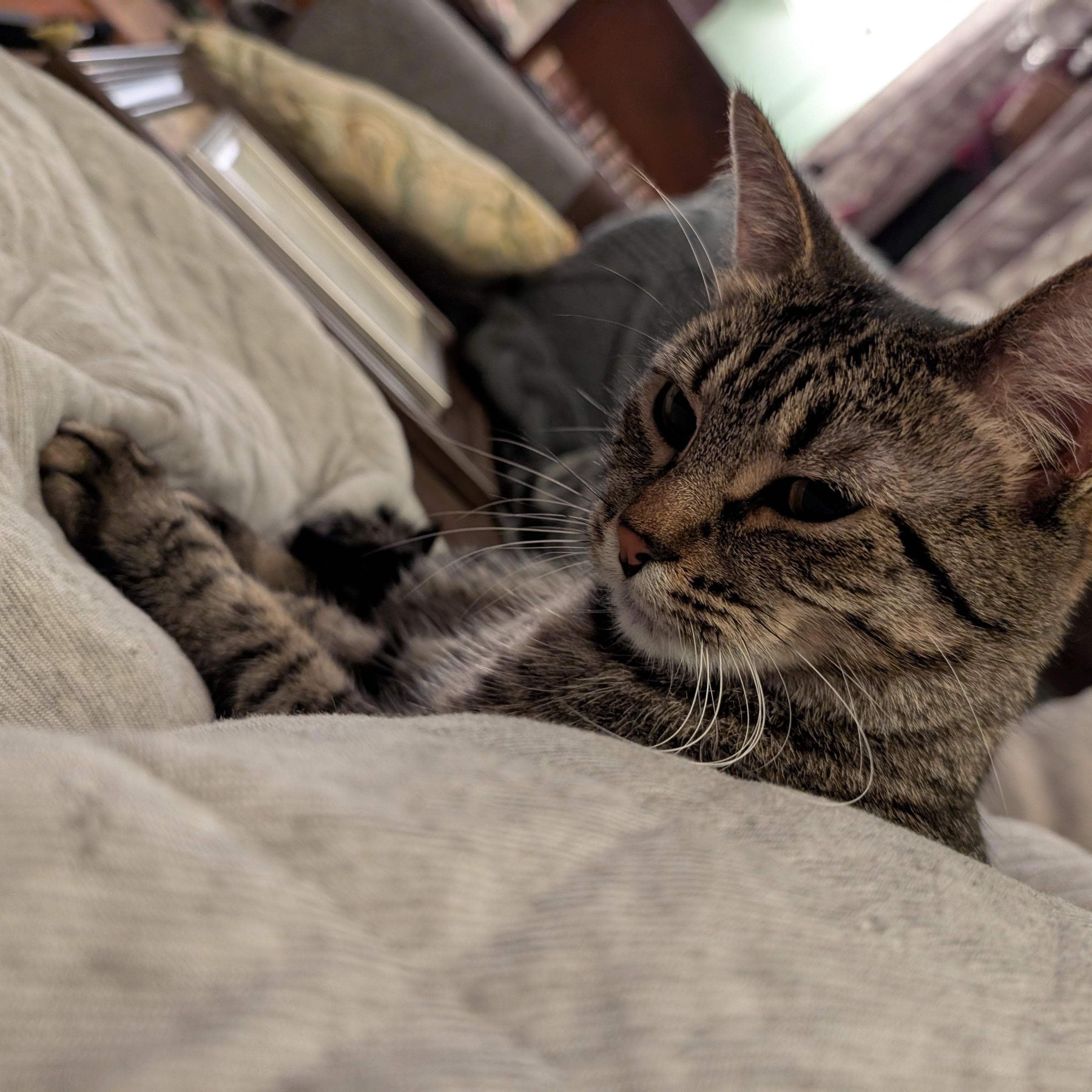 Enlarge Korrie, a Adoptable mixed breed in Lombard, IL image 3/6