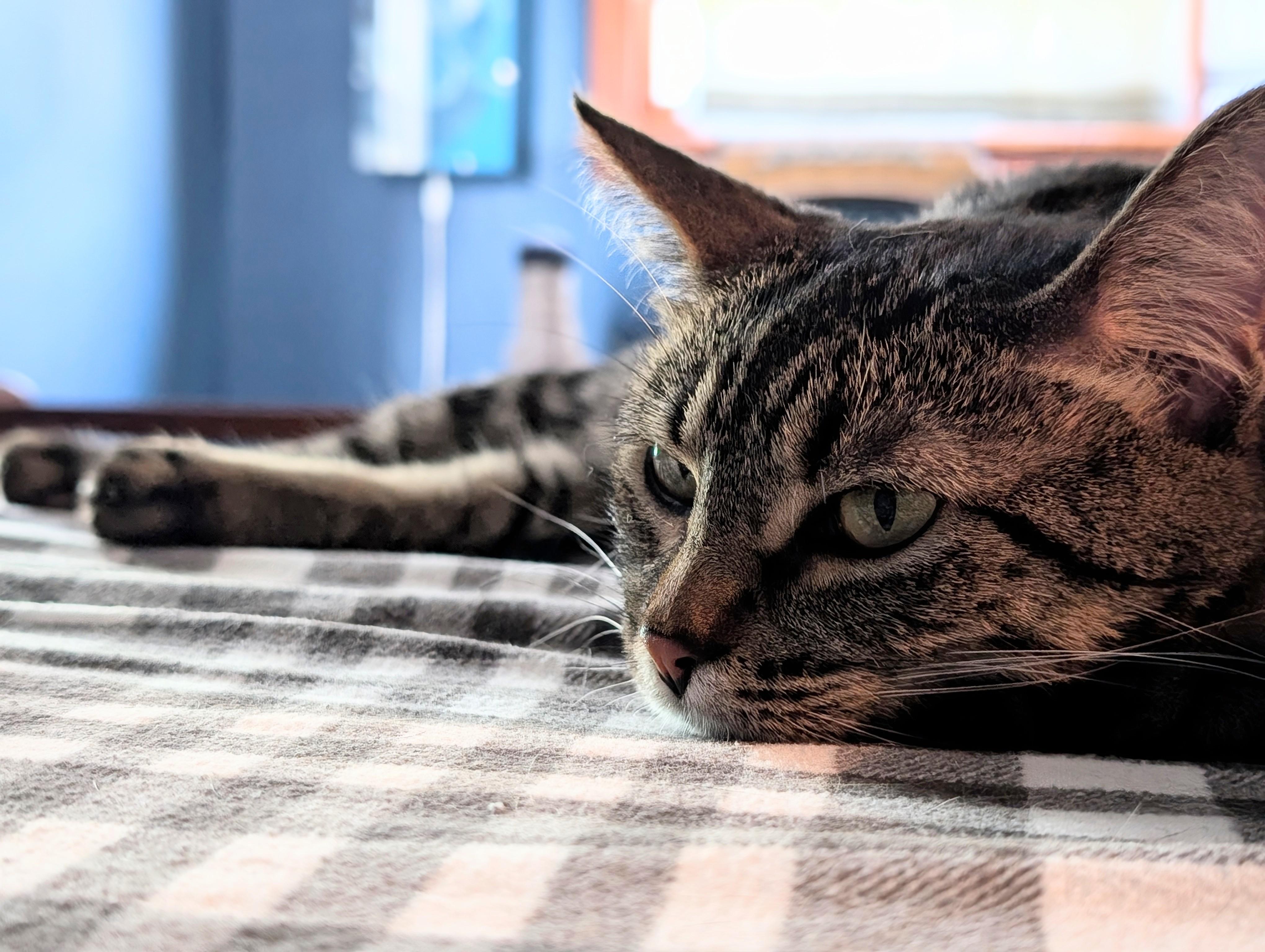 Enlarge Korrie, a Adoptable mixed breed in Lombard, IL image 4/6