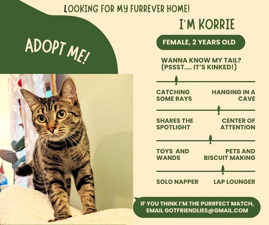 Enlarge Korrie, a Adoptable mixed breed in Lombard, IL image 3/6