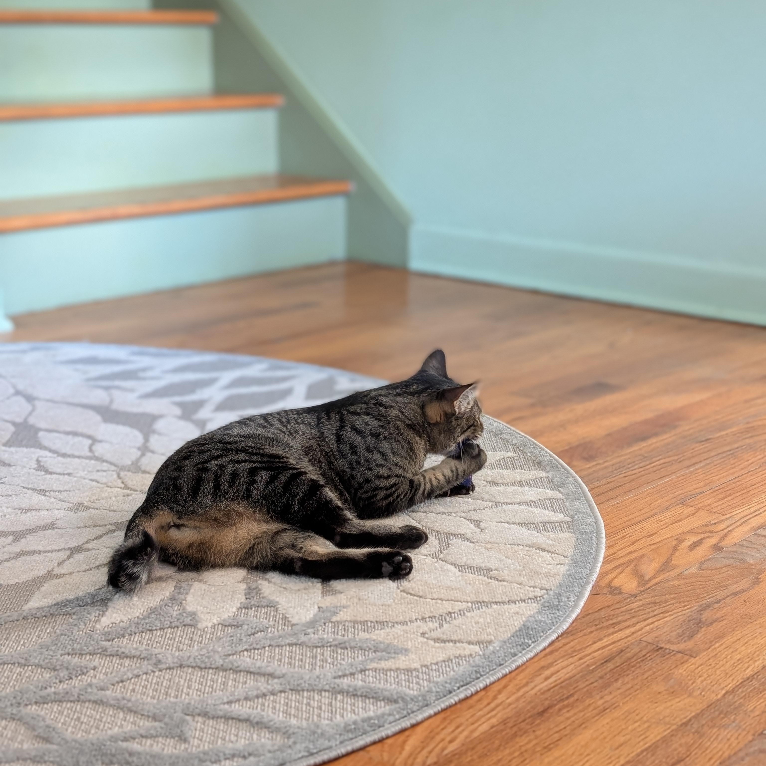 Enlarge Korrie, a Adoptable mixed breed in Lombard, IL image 6/6