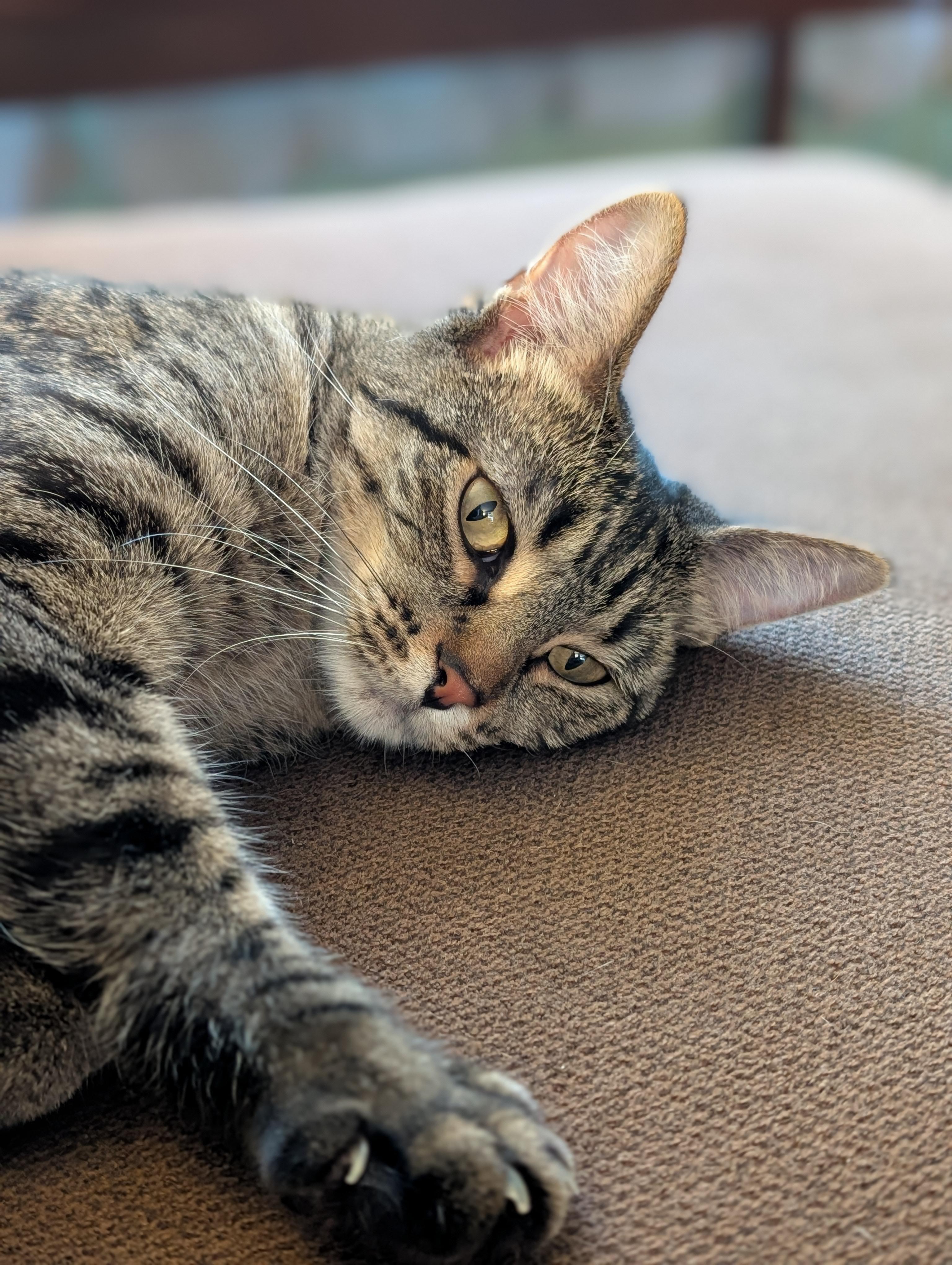 Korrie, Adoptable, Young Female Tabby & Domestic Short Hair.