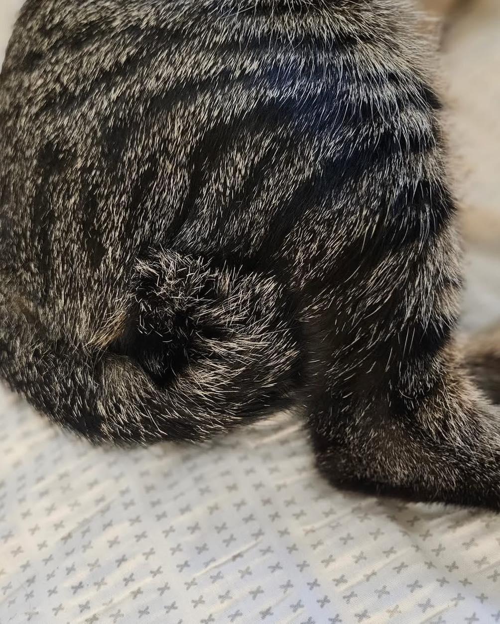 Enlarge Korrie, a Adoptable mixed breed in Lombard, IL image 3/6