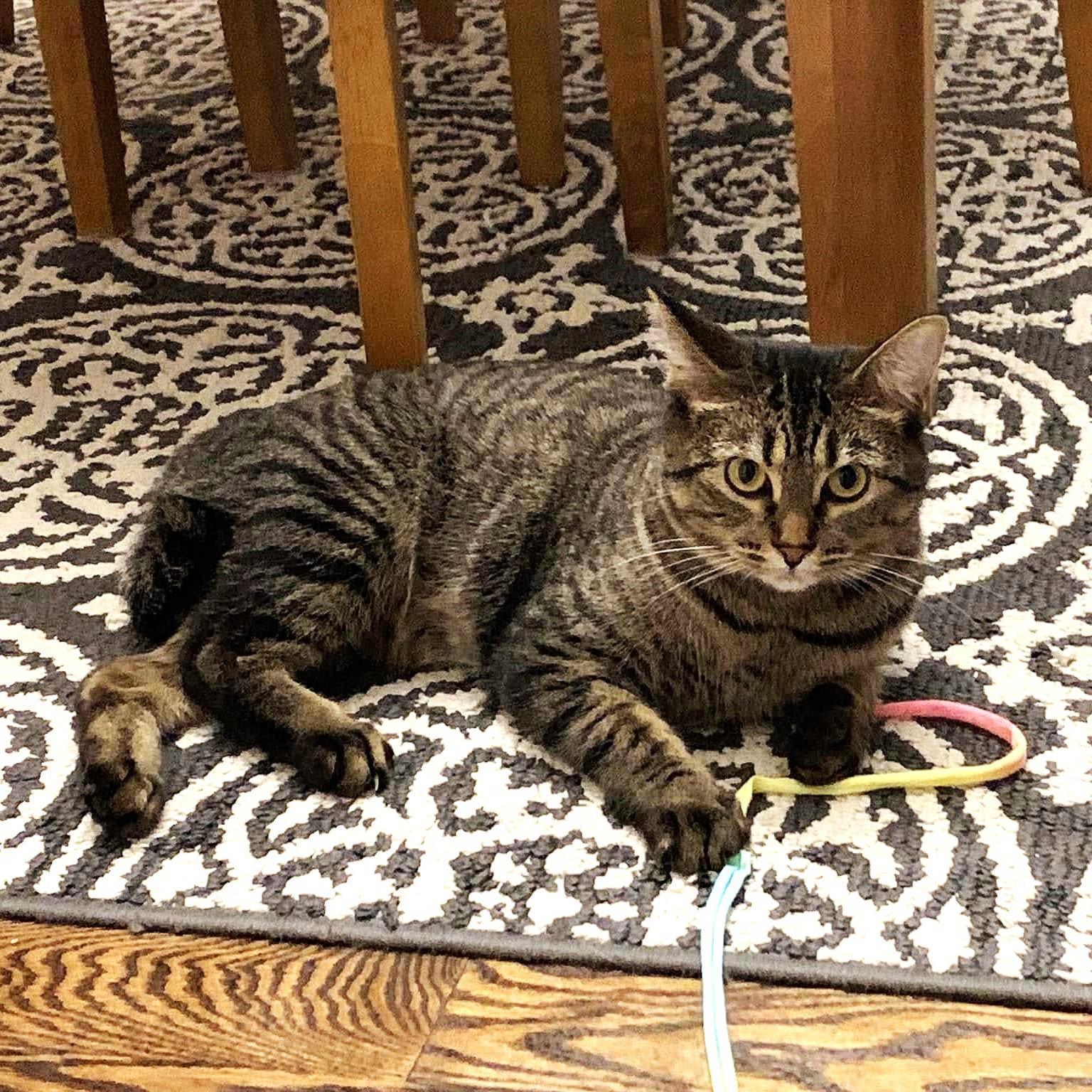 Enlarge Korrie, a Adoptable mixed breed in Lombard, IL image 2/6