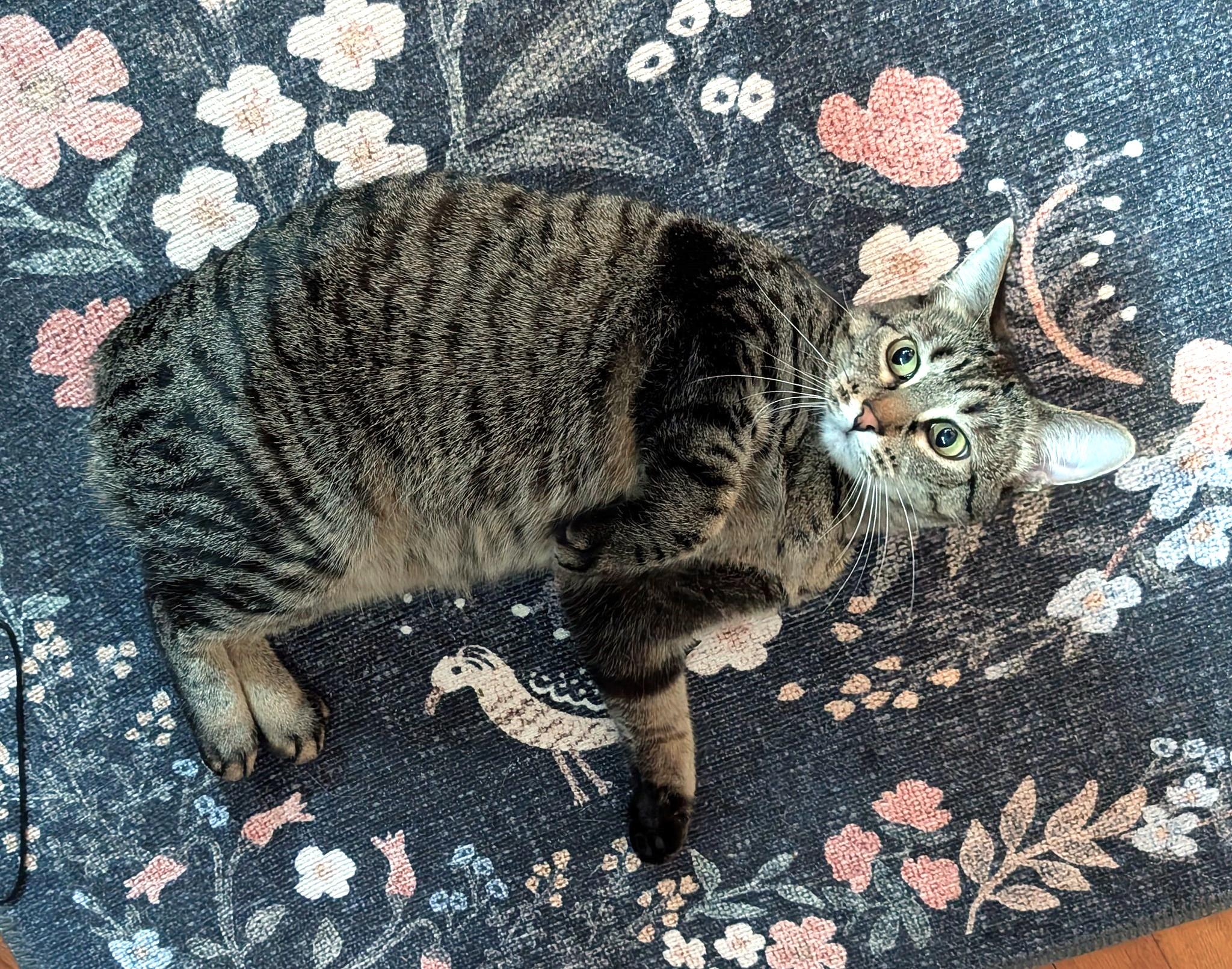 Enlarge Korrie, a Adoptable mixed breed in Lombard, IL image 4/6