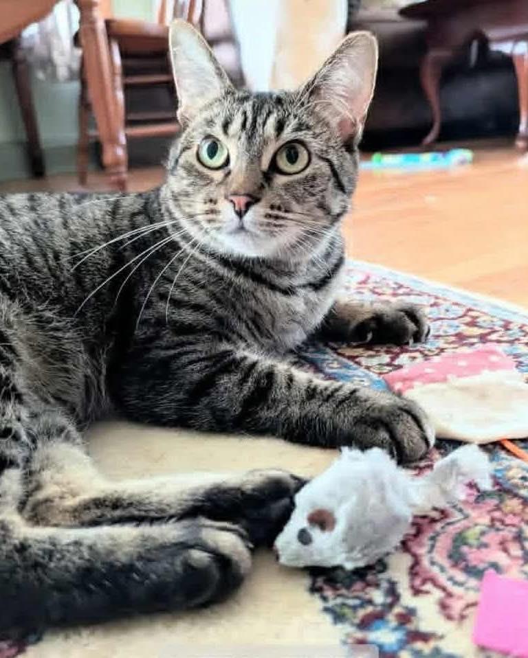 Enlarge Korrie, a Adoptable mixed breed in Lombard, IL image 5/6