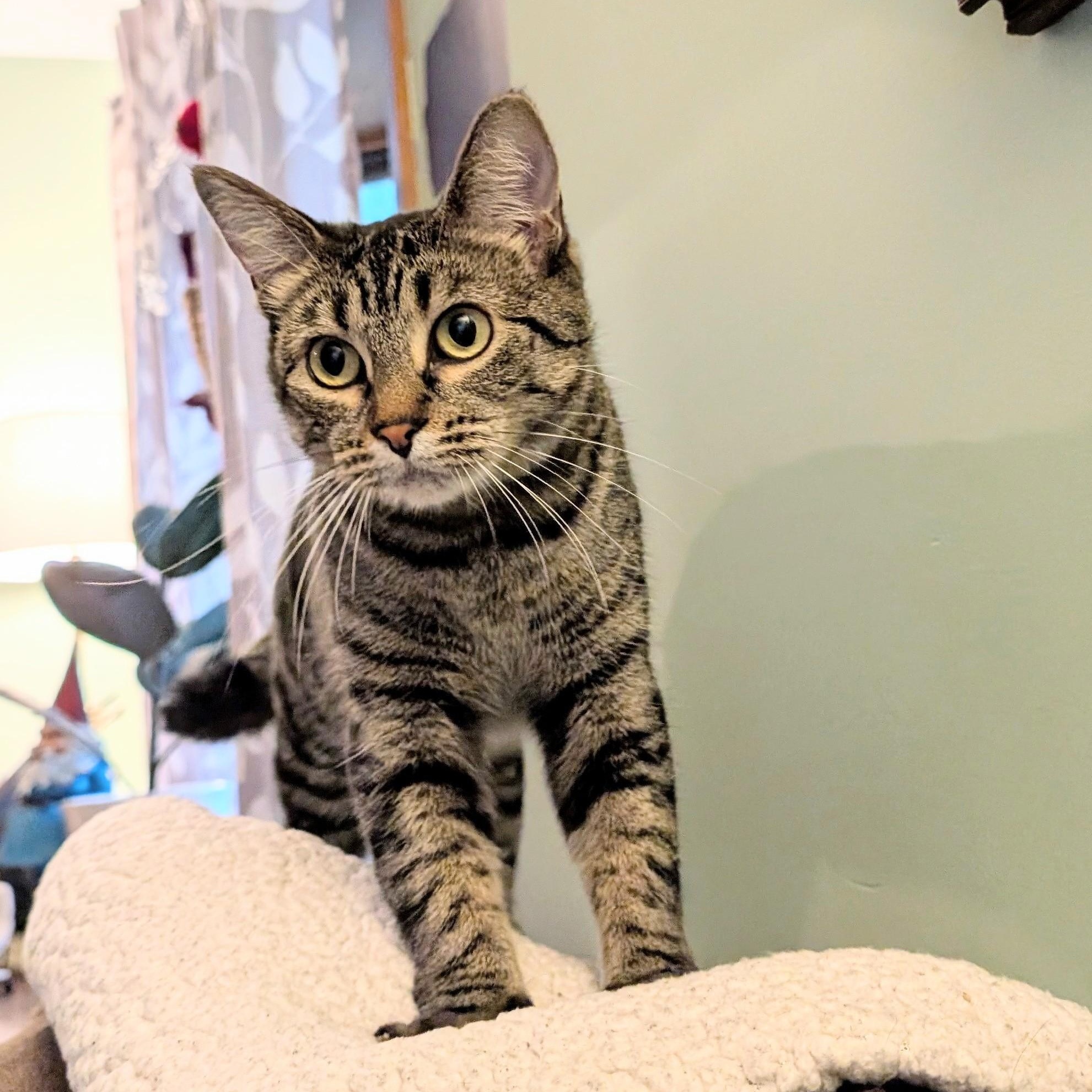 Korrie, Adoptable, Young Female Tabby & Domestic Short Hair.