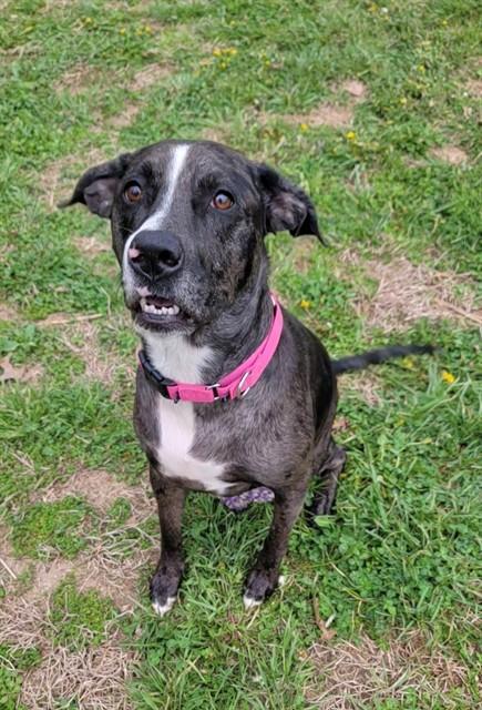 QUINN, Adoptable, Young Female Catahoula Leopard Dog & Mixed Breed.