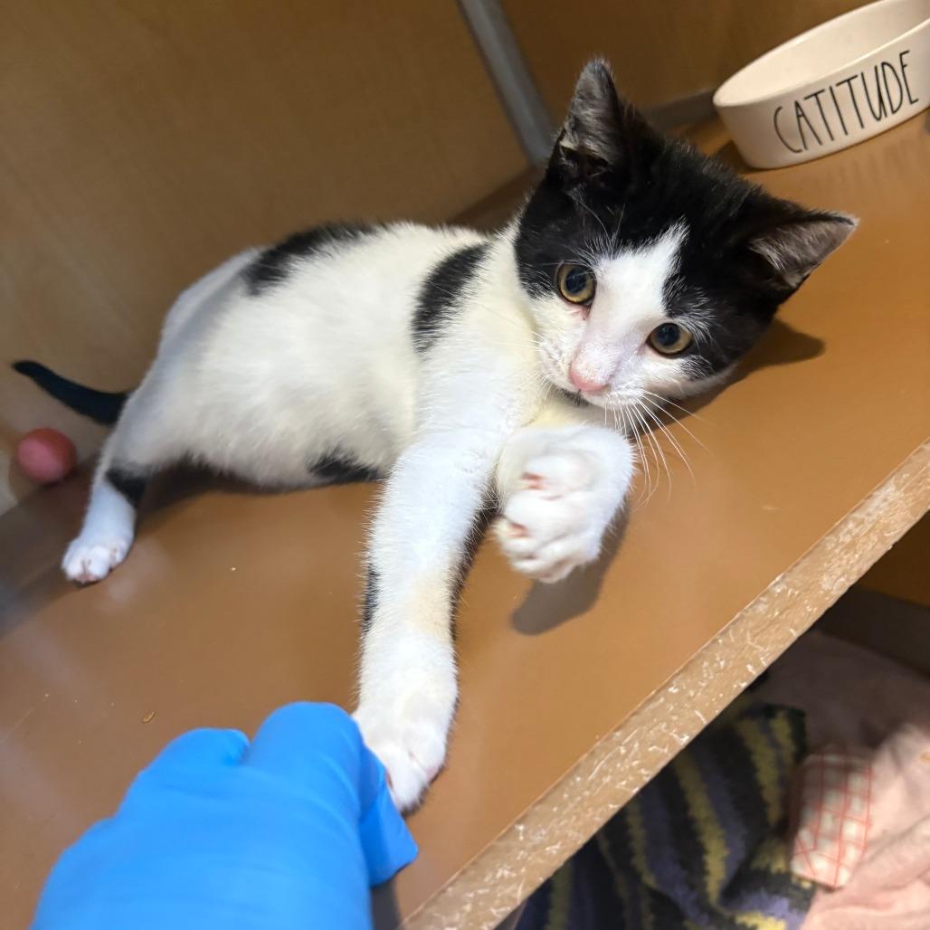Arden, Adoptable, Kitten Male Domestic Short Hair.