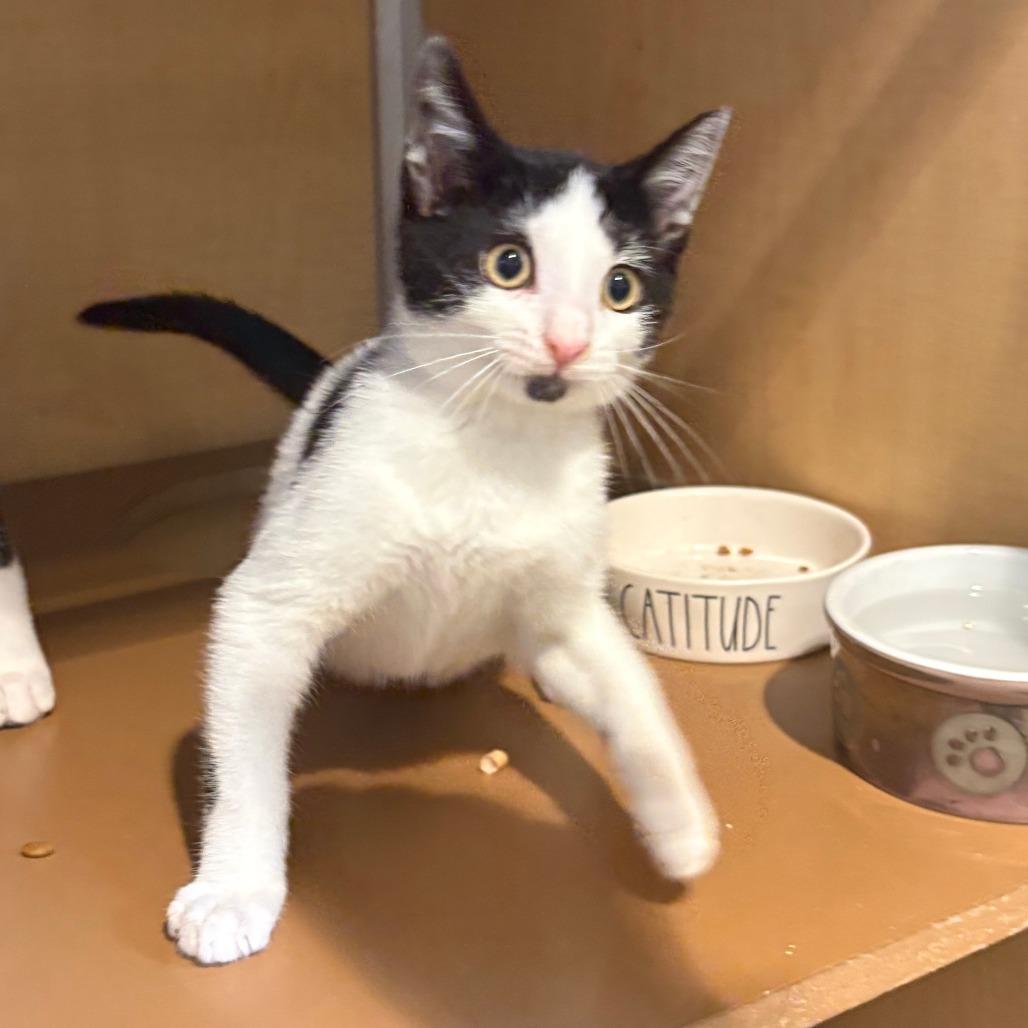 Enlarge Arden, a Adoptable Domestic Short Hair in Chesapeake, VA image 2/6