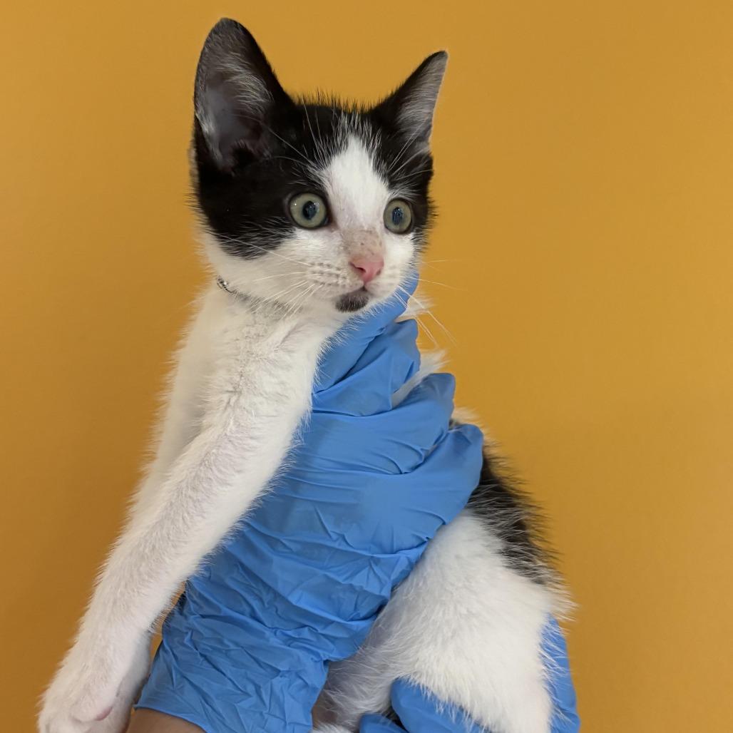 Arden, a Adoptable Domestic Short Hair in Chesapeake, VA image 1/2
