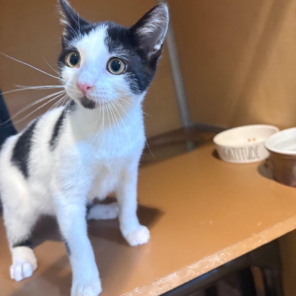 Enlarge Arden, a Adoptable Domestic Short Hair in Chesapeake, VA image 4/6