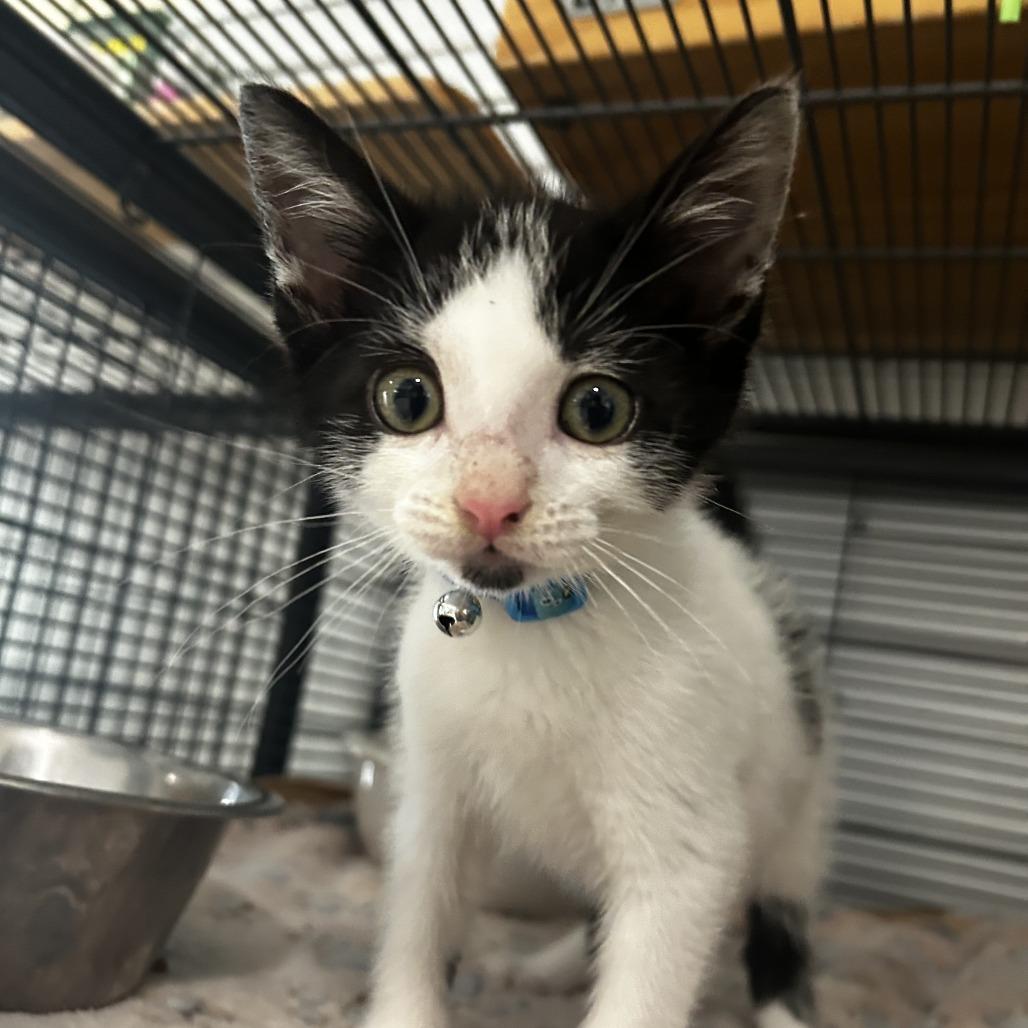 Arden, a Adoptable Domestic Short Hair in Chesapeake, VA image 2/2