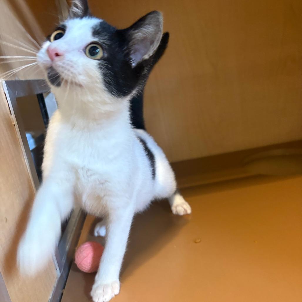 Enlarge Arden, a Adoptable Domestic Short Hair in Chesapeake, VA image 6/6