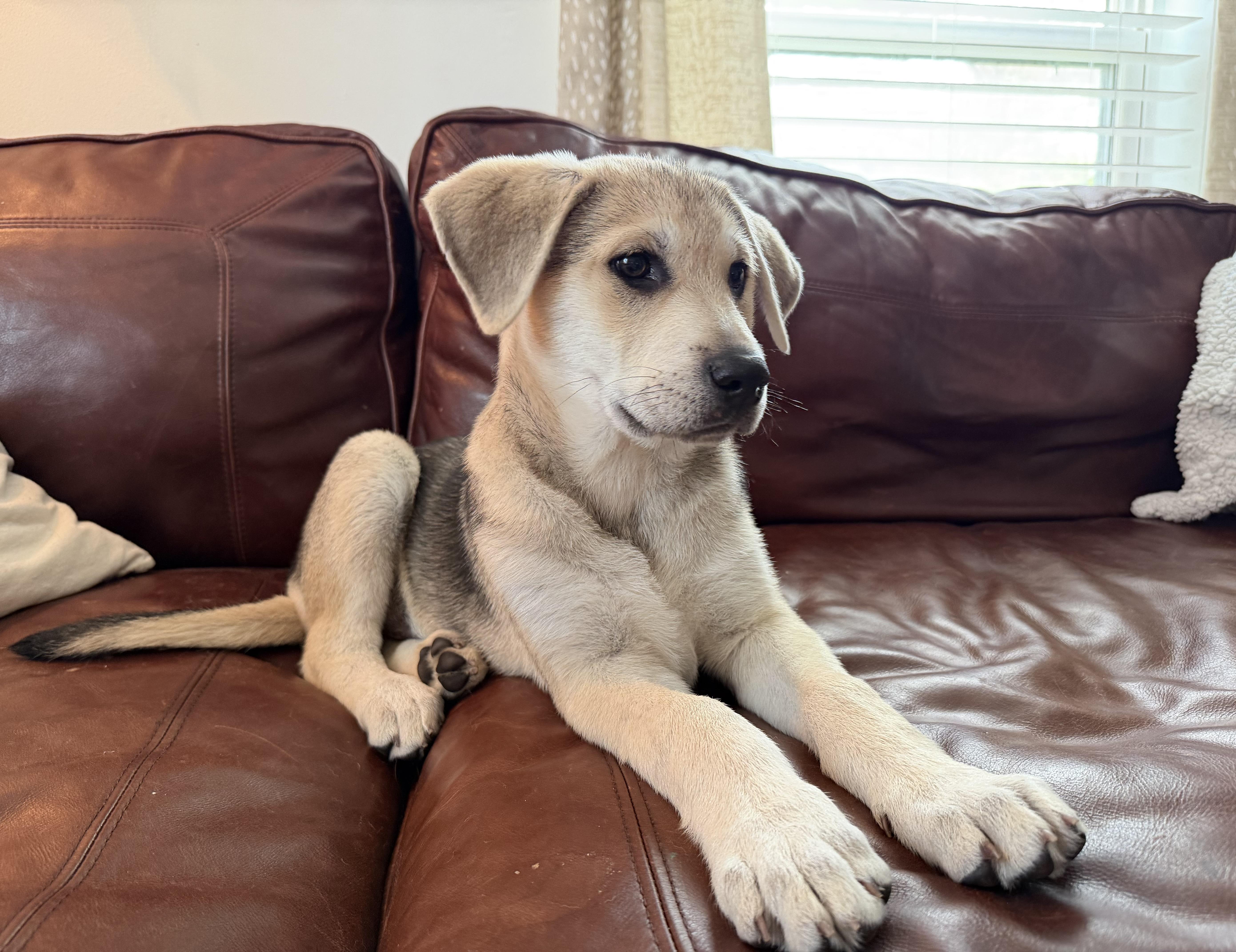 Enlarge Dug, an adopted mixed breed in Cypress, TX image 2/5