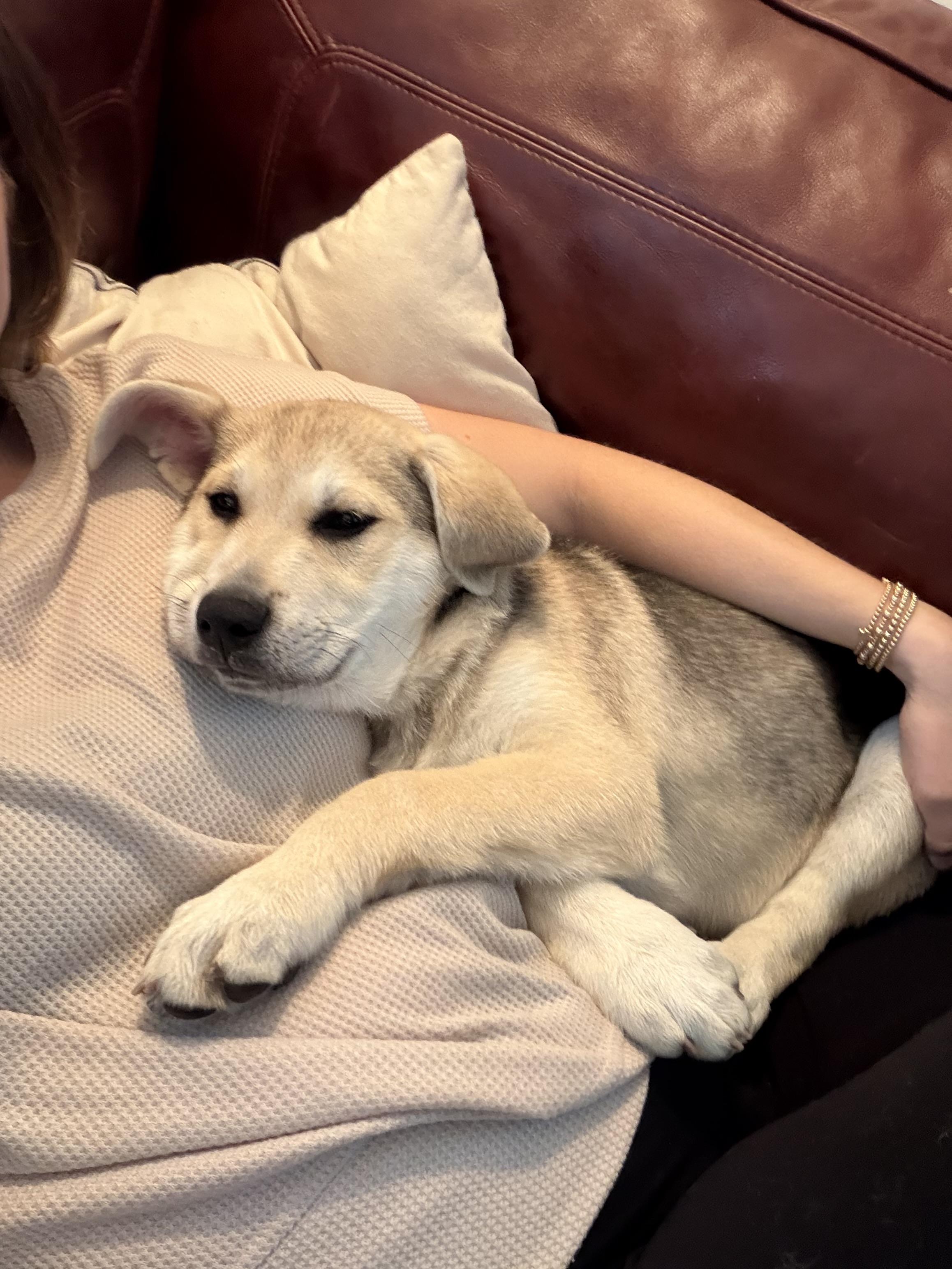 Enlarge Dug, an adopted mixed breed in Cypress, TX image 4/5