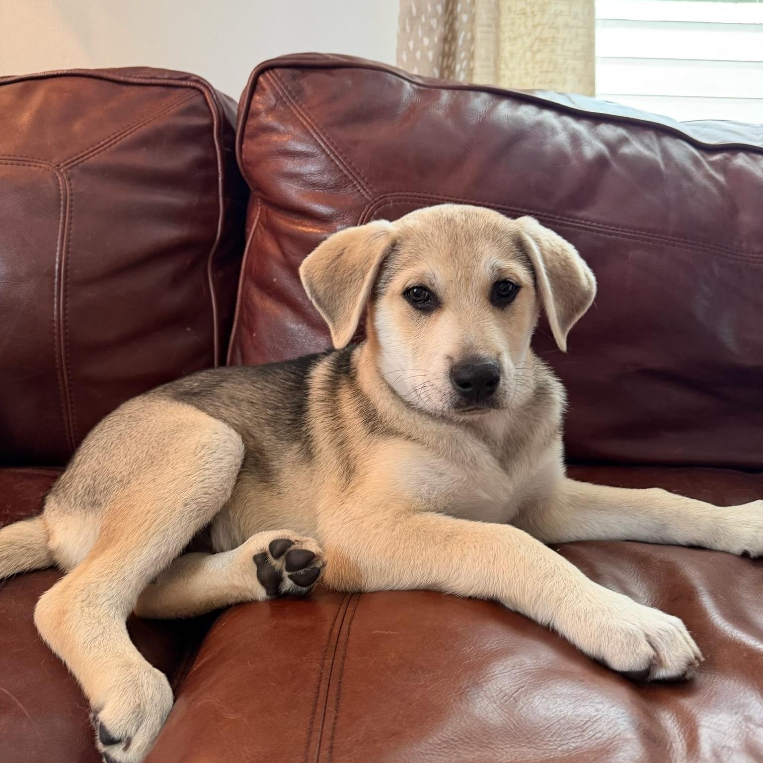 Enlarge Dug, an adopted mixed breed in Cypress, TX image 5/5