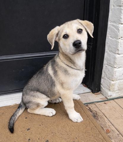 Enlarge Dug, an adopted mixed breed in Cypress, TX image 1/5