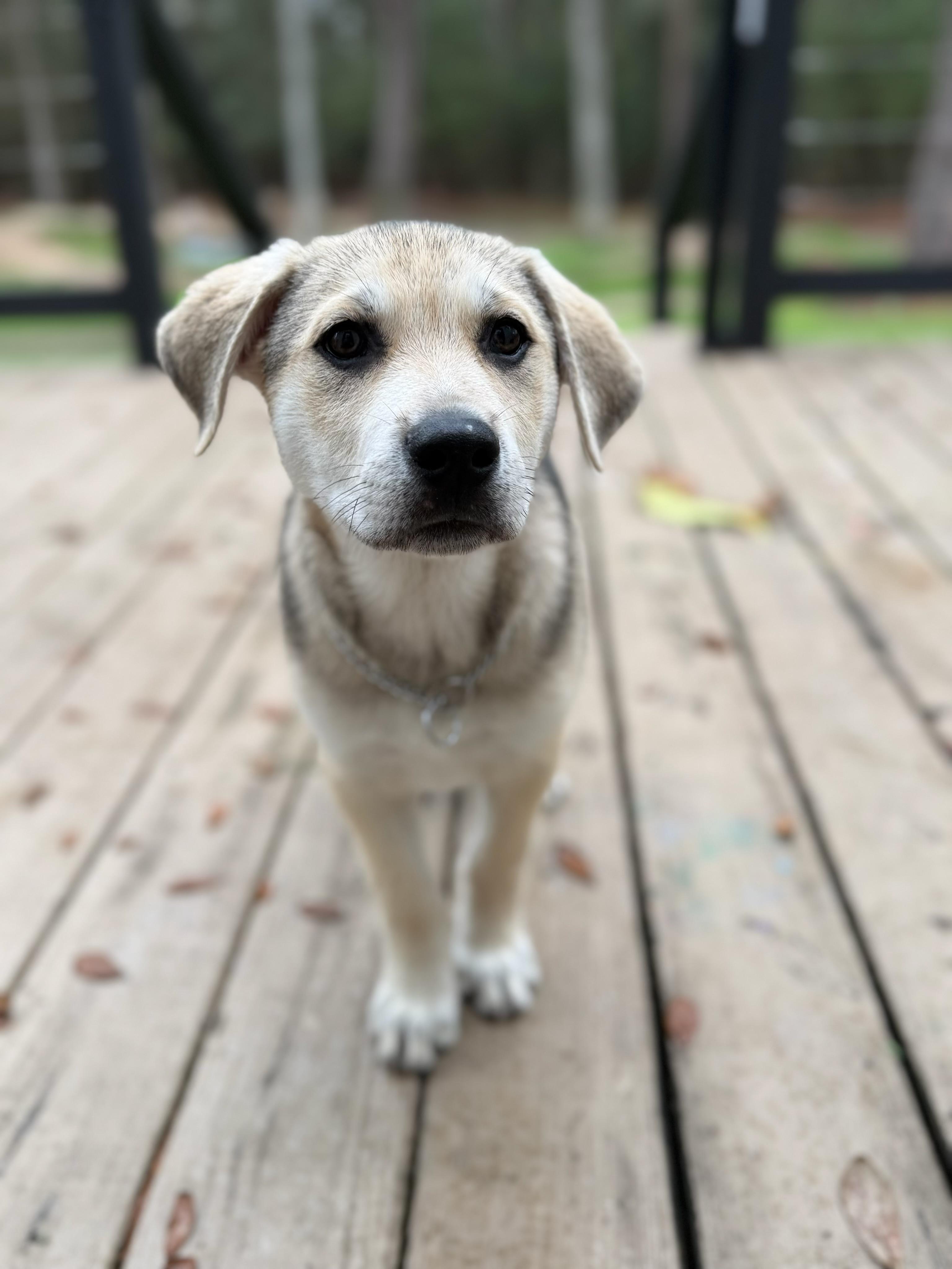 Enlarge Dug, an adopted mixed breed in Cypress, TX image 3/5
