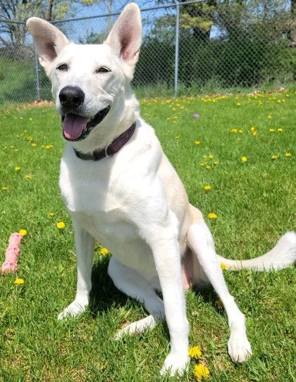 Myah, a Adoptable mixed breed in Waupaca, WI image 1/3