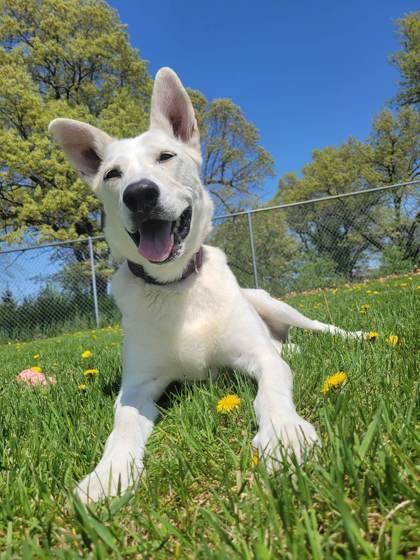 Myah, a Adoptable mixed breed in Waupaca, WI image 2/3