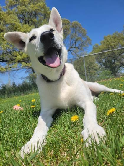 Myah, a Adoptable mixed breed in Waupaca, WI image 3/3